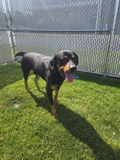 Manny, a ADOPTABLE Rottweiler in Joliet, IL image 2/2