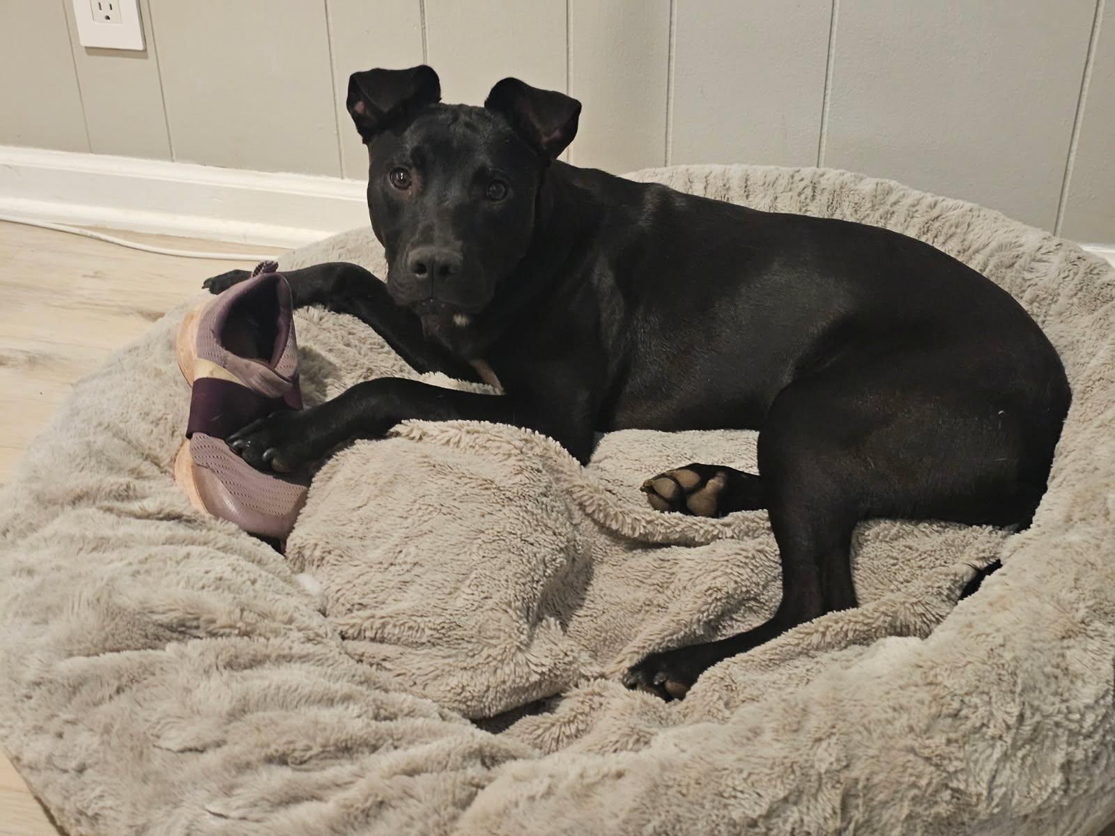 Spongebob Squarepants, Adoptable, Young Male Black Labrador Retriever & American Staffordshire Terrier.