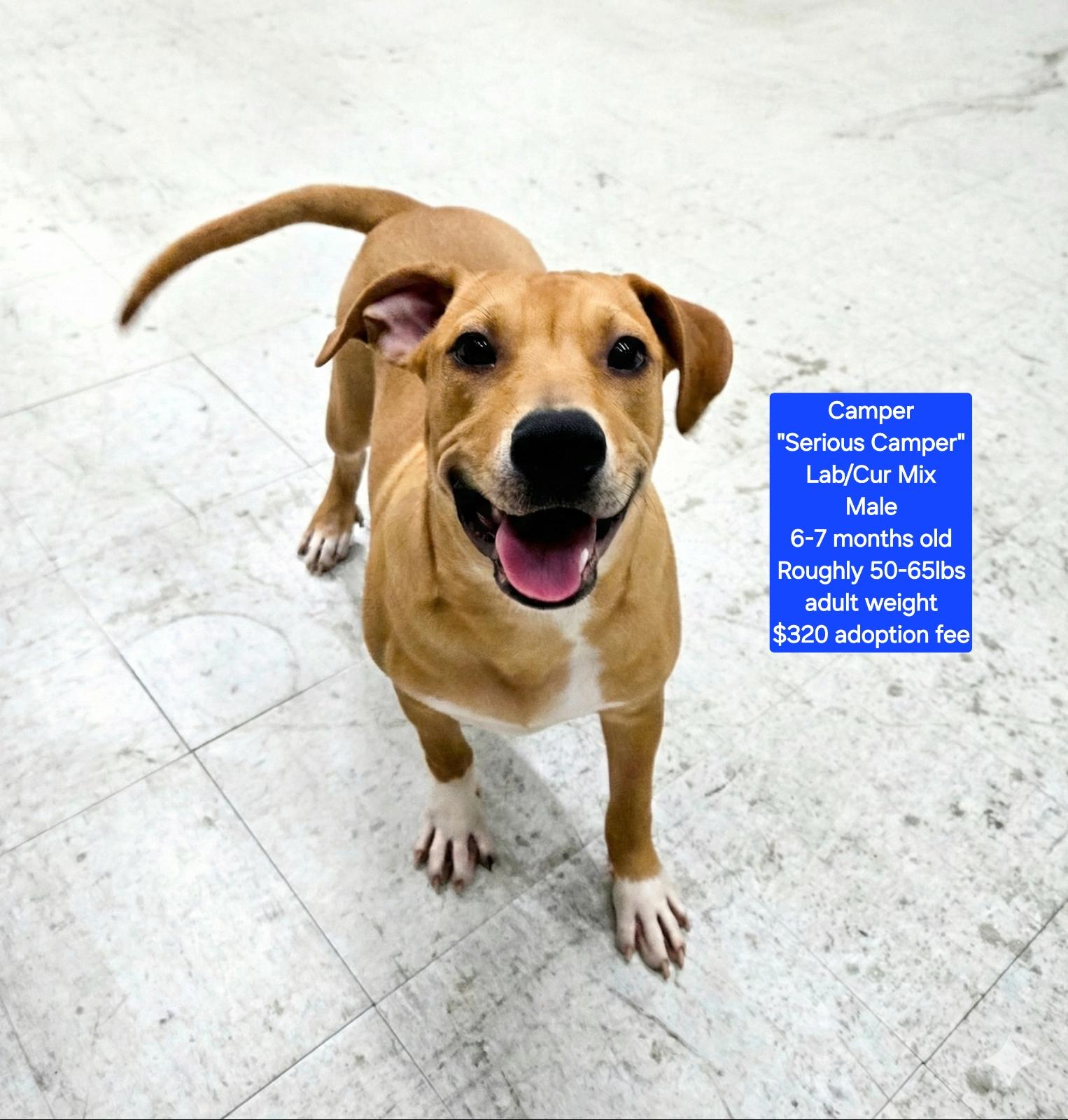 Camper "Serious Camper", ADOPTABLE, Young Male Labrador Retriever & Black Mouth Cur.