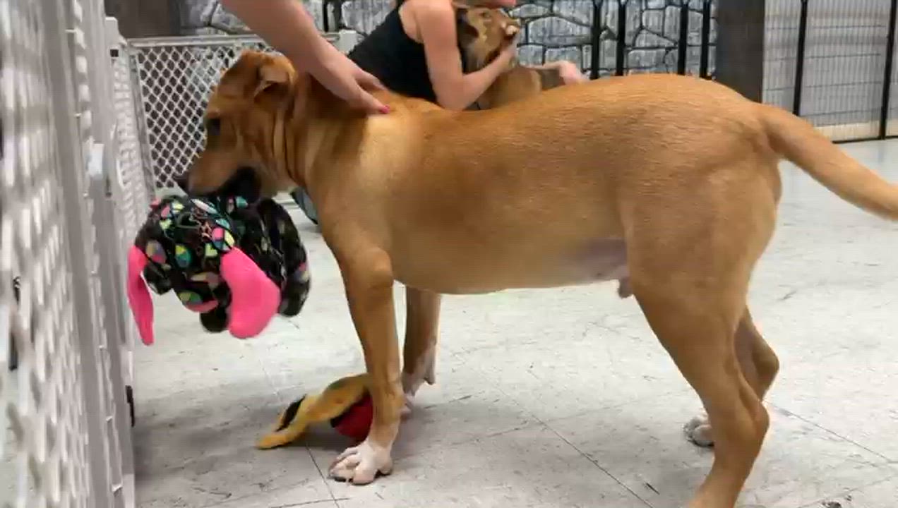 Enlarge Camper "Serious Camper", a ADOPTABLE mixed breed in Oviedo, FL video 2/2