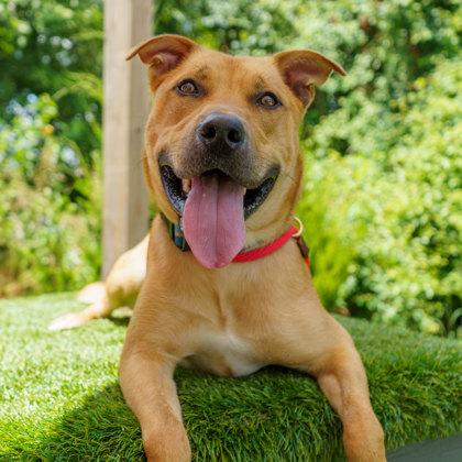 Enlarge Marvel, a Adoptable mixed breed in Atlanta, GA image 3/3