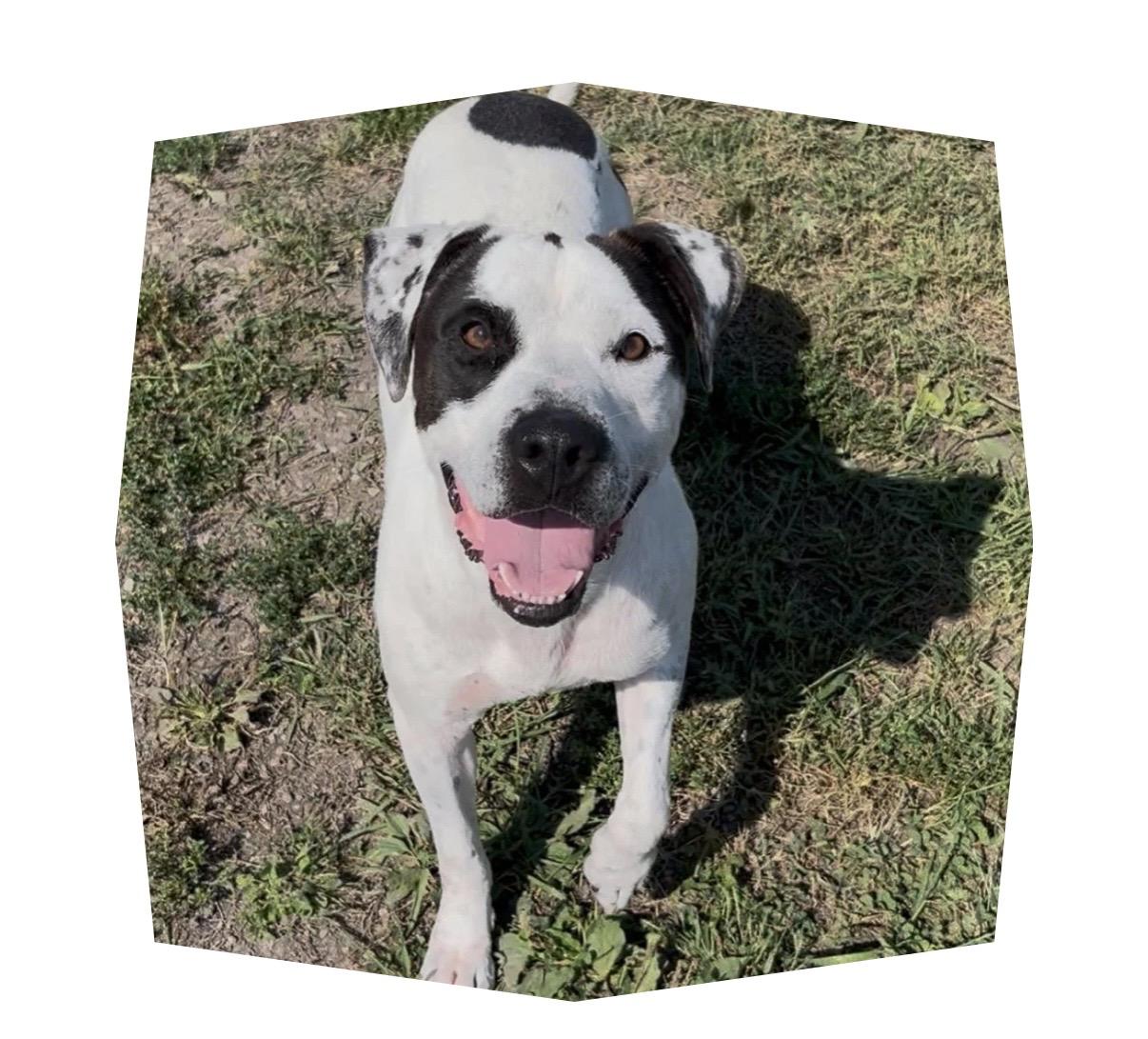 Blue, Adoptable, Adult Male Pit Bull Terrier & Labrador Retriever.