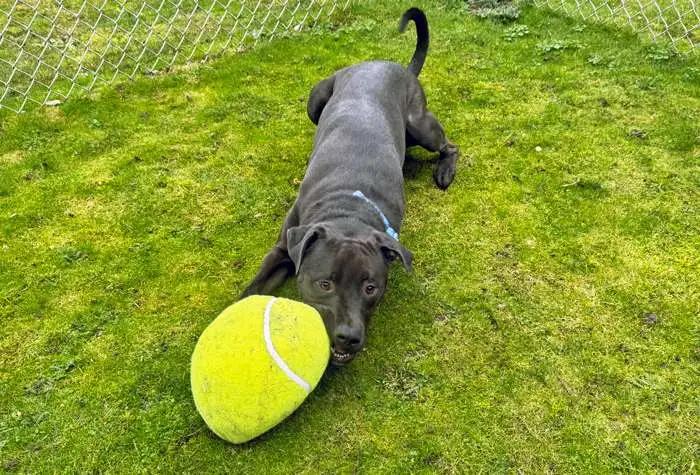 Luke, Adoptable, Adult Male Black Labrador Retriever.