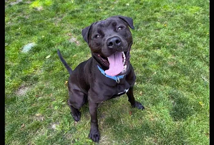Luke, a Adoptable mixed breed in Coupeville, WA image 2/4