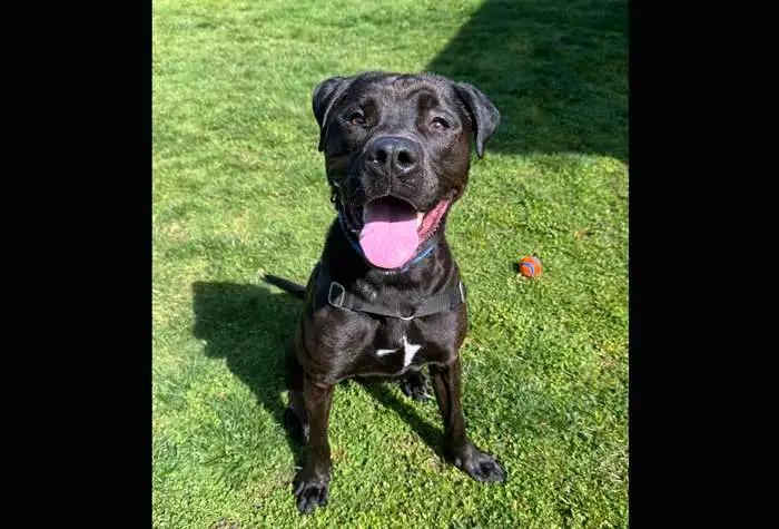 Luke, a Adoptable mixed breed in Coupeville, WA image 3/4