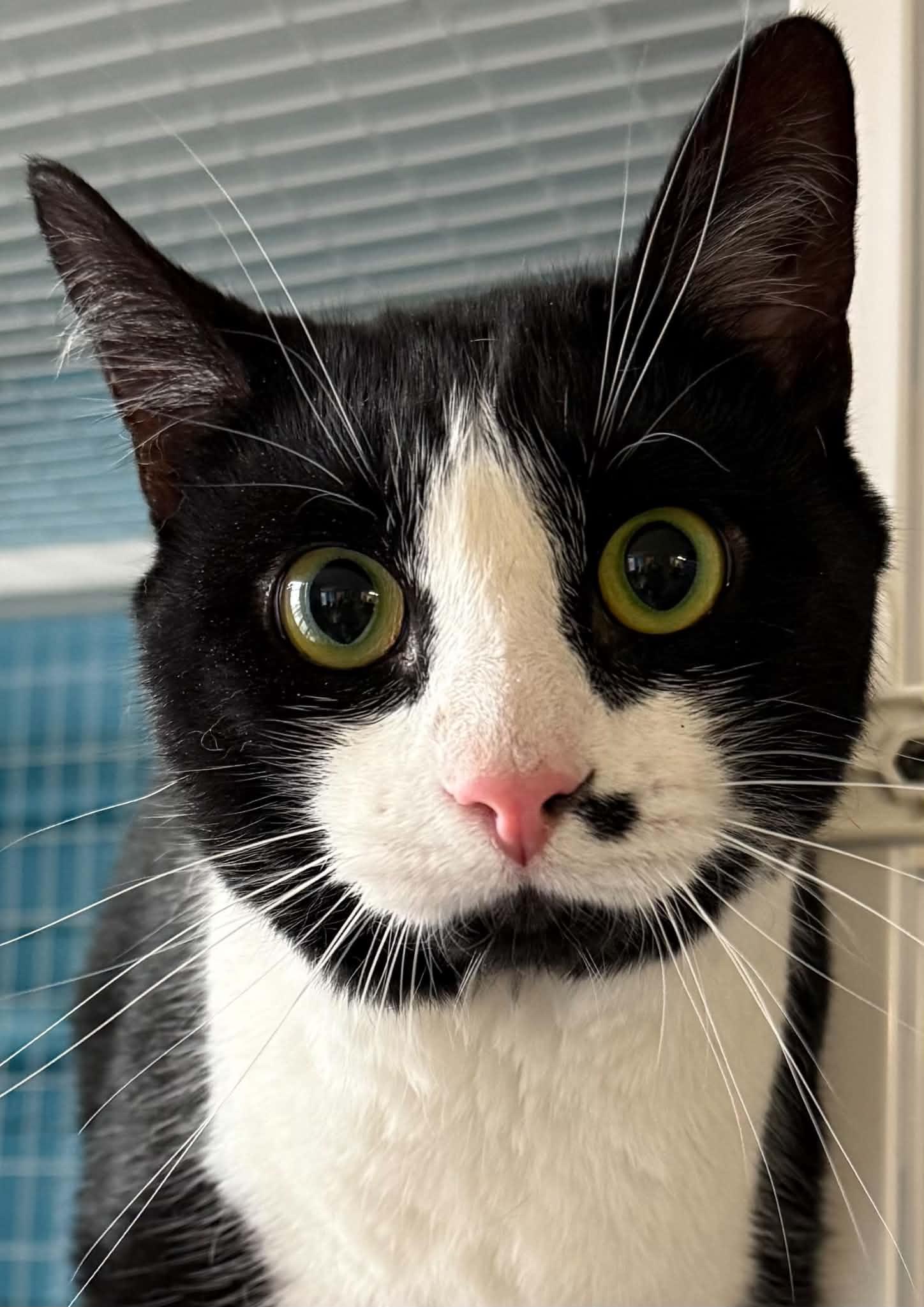 Monrow, ADOPTABLE, Adult Male Domestic Short Hair.