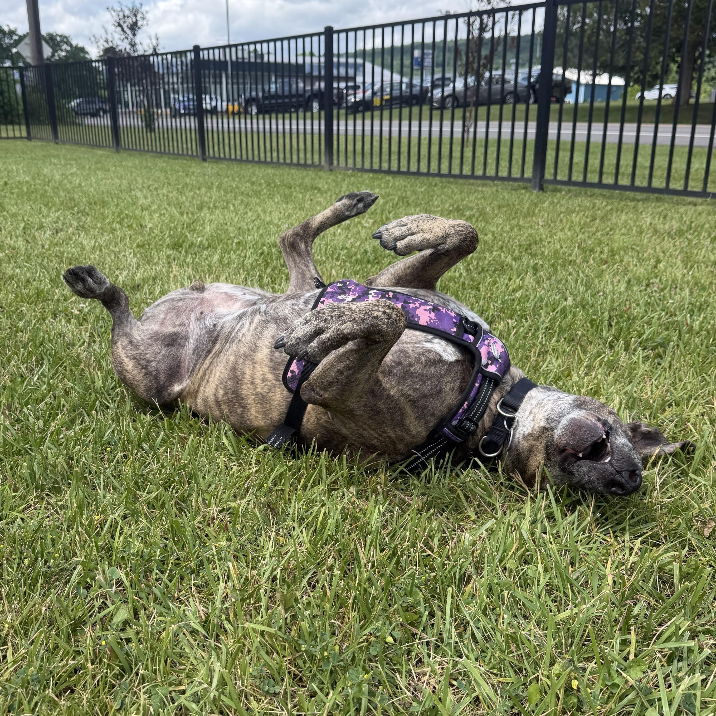 Rossi, a ADOPTABLE Mixed Breed in Cooperstown, NY image 4/6