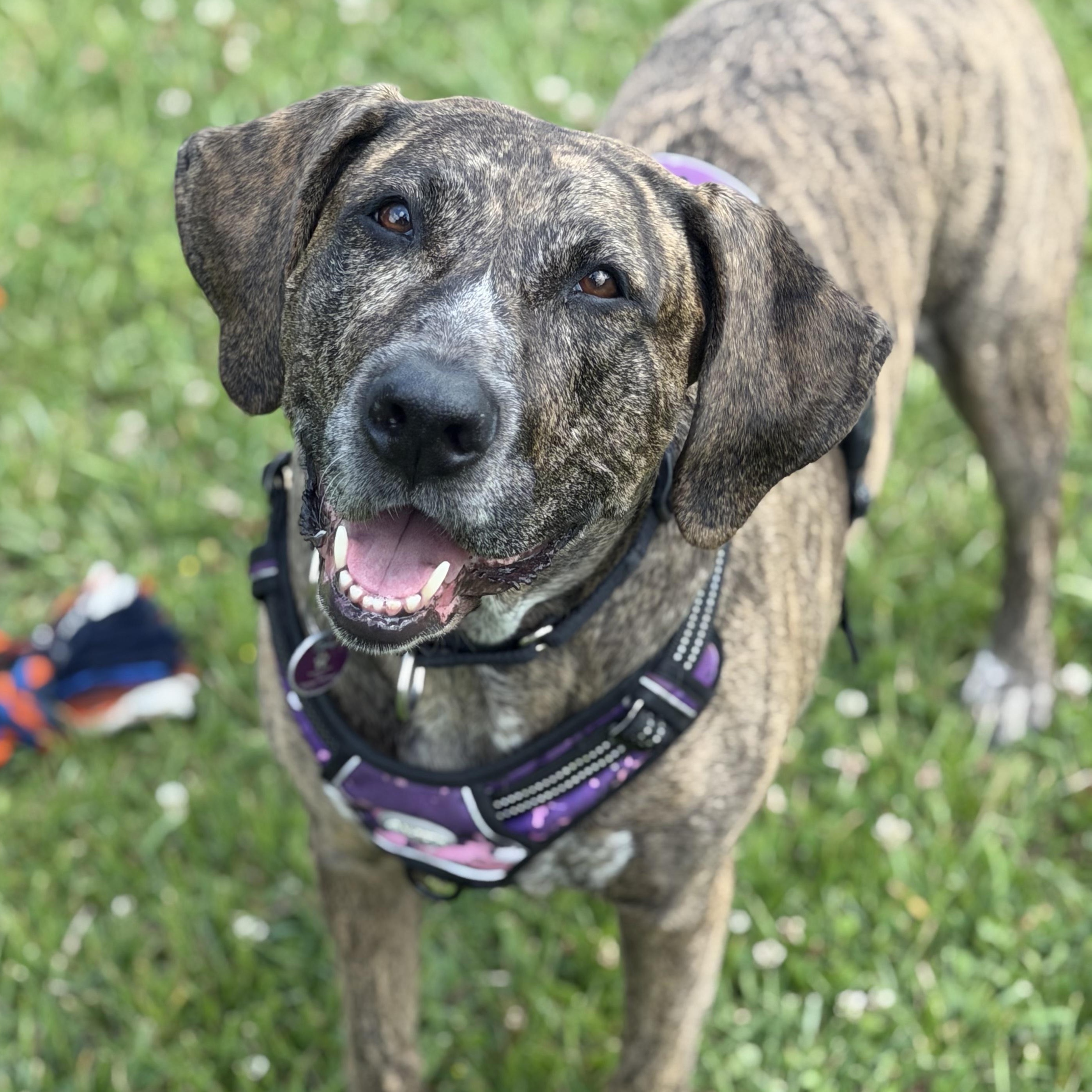 Rossi, ADOPTABLE, Senior Female Mixed Breed.