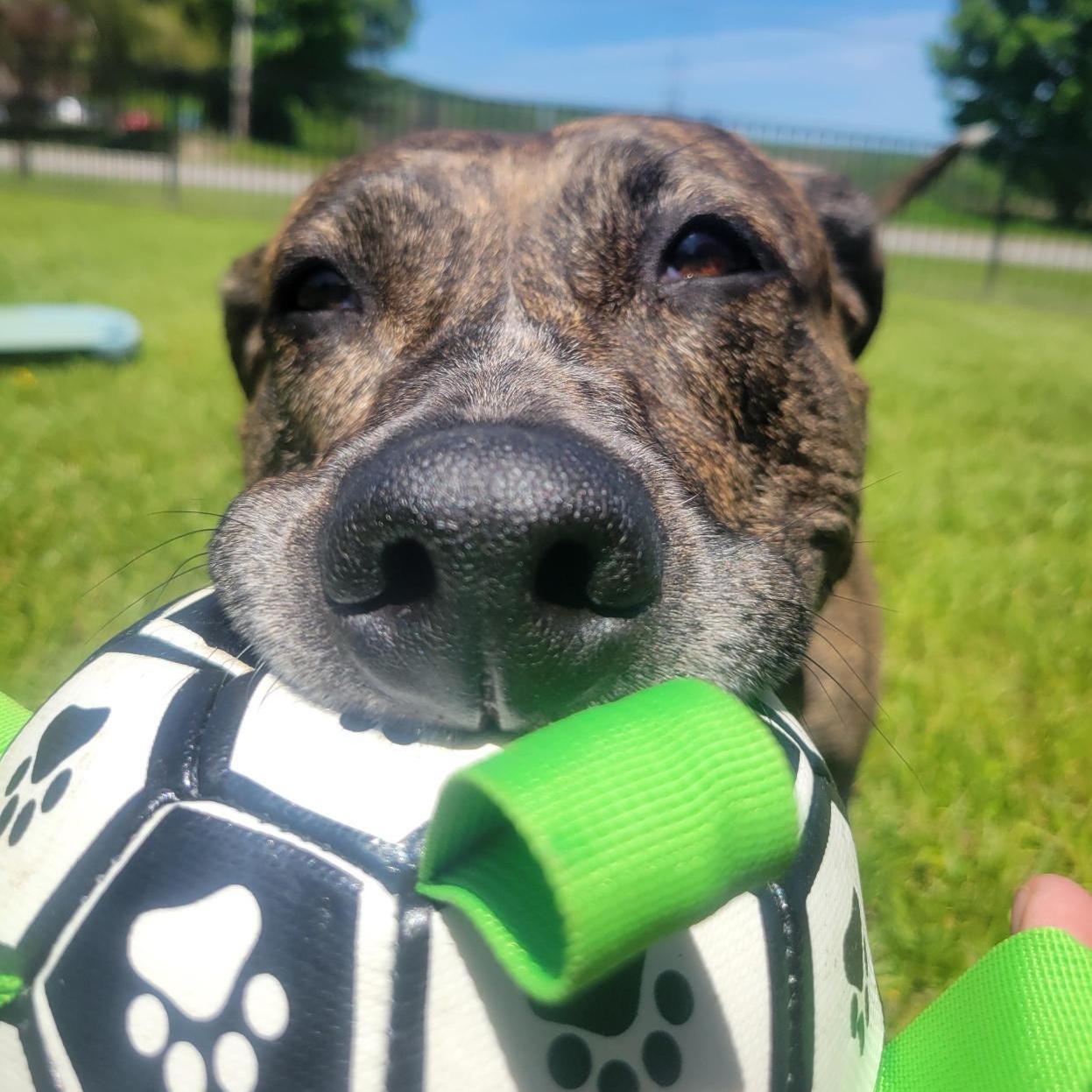 Rossi, ADOPTABLE, Senior Female Mixed Breed.