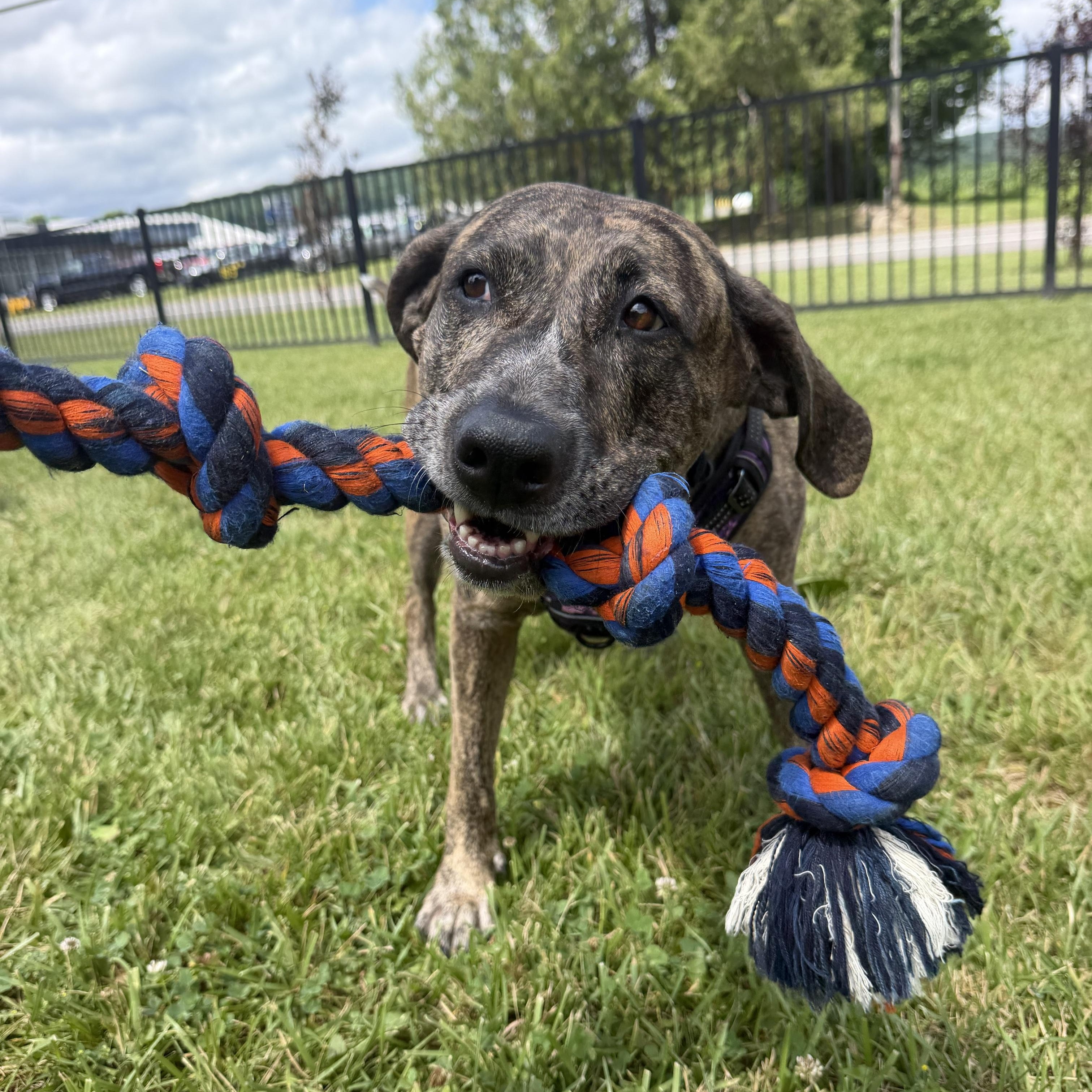 Rossi, a ADOPTABLE Mixed Breed in Cooperstown, NY image 5/6