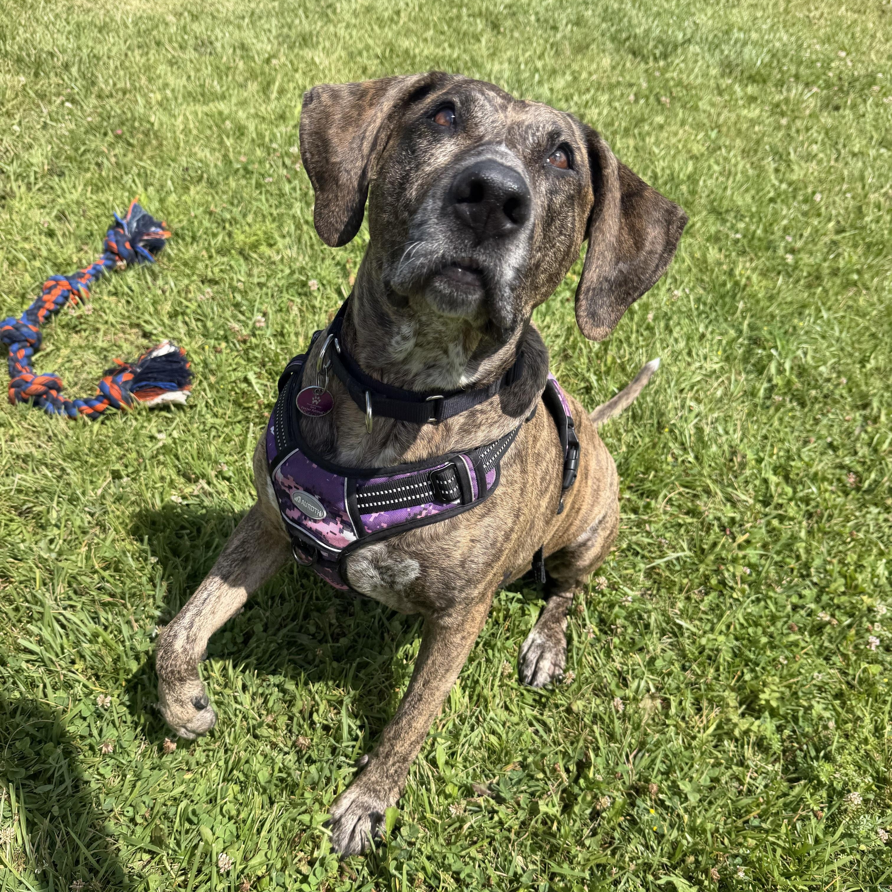 Rossi, a ADOPTABLE Mixed Breed in Cooperstown, NY image 3/6