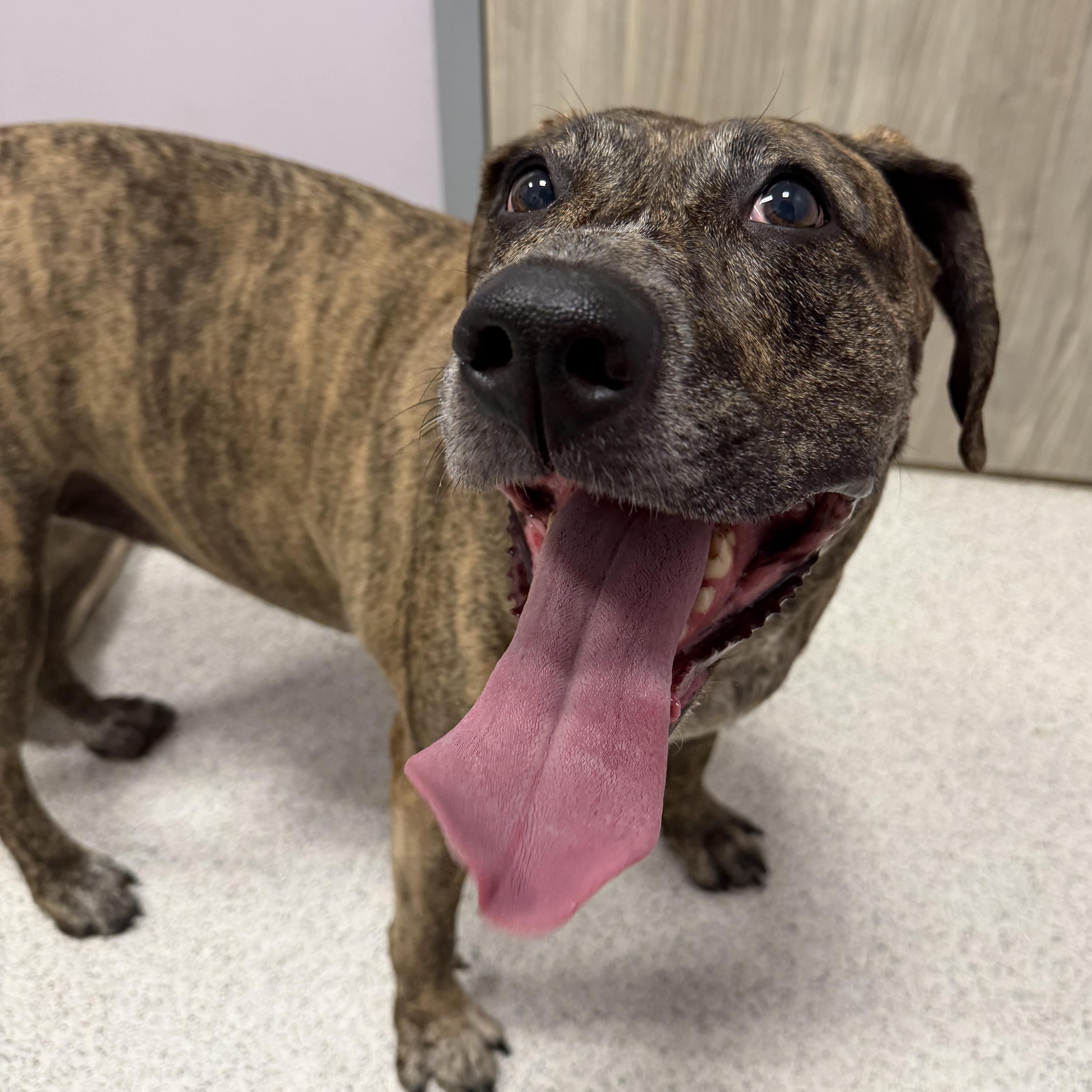 Rossi, a ADOPTABLE Mixed Breed in Cooperstown, NY image 2/3