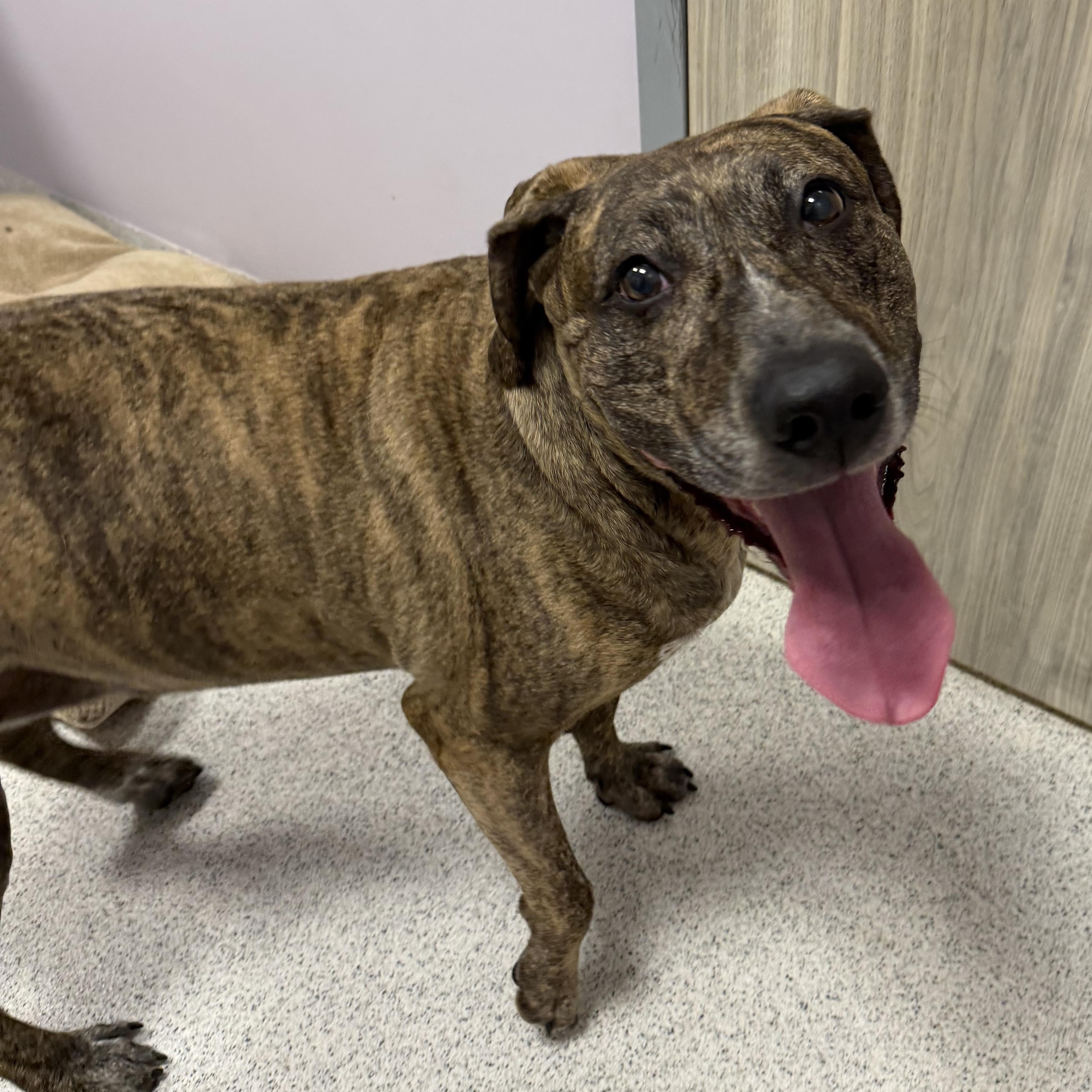 Rossi, a ADOPTABLE Mixed Breed in Cooperstown, NY image 3/3