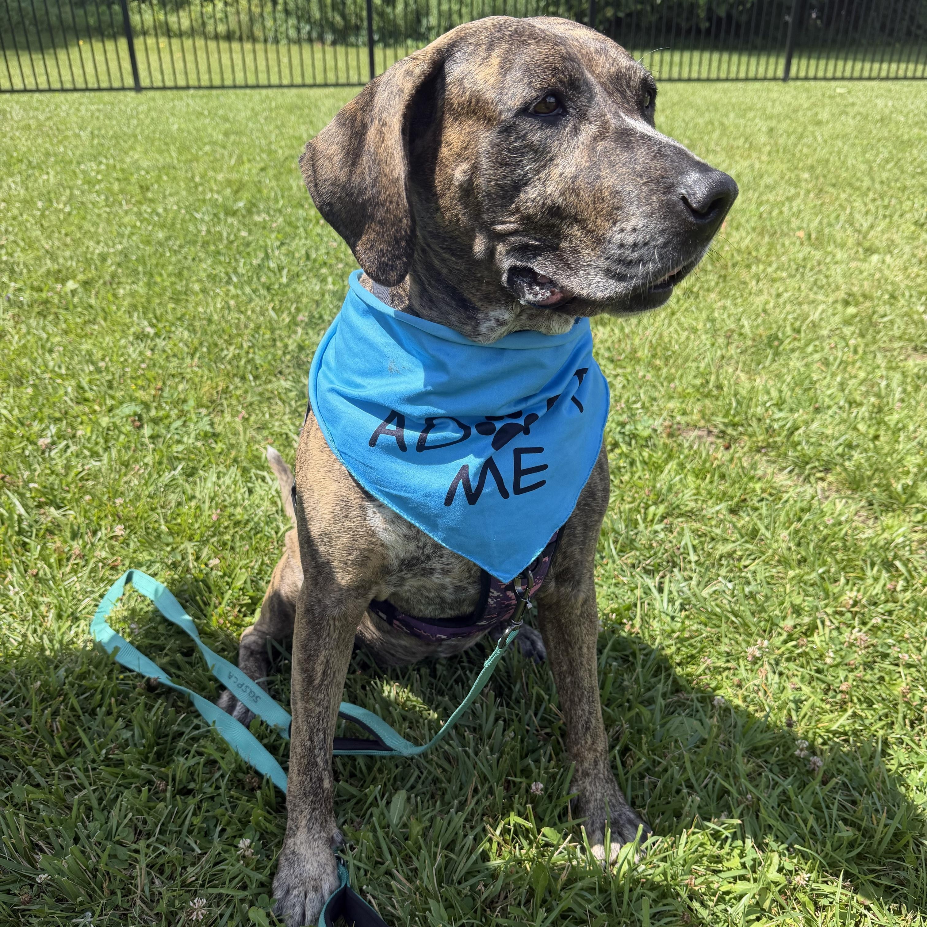 Rossi, a ADOPTABLE Mixed Breed in Cooperstown, NY image 6/6