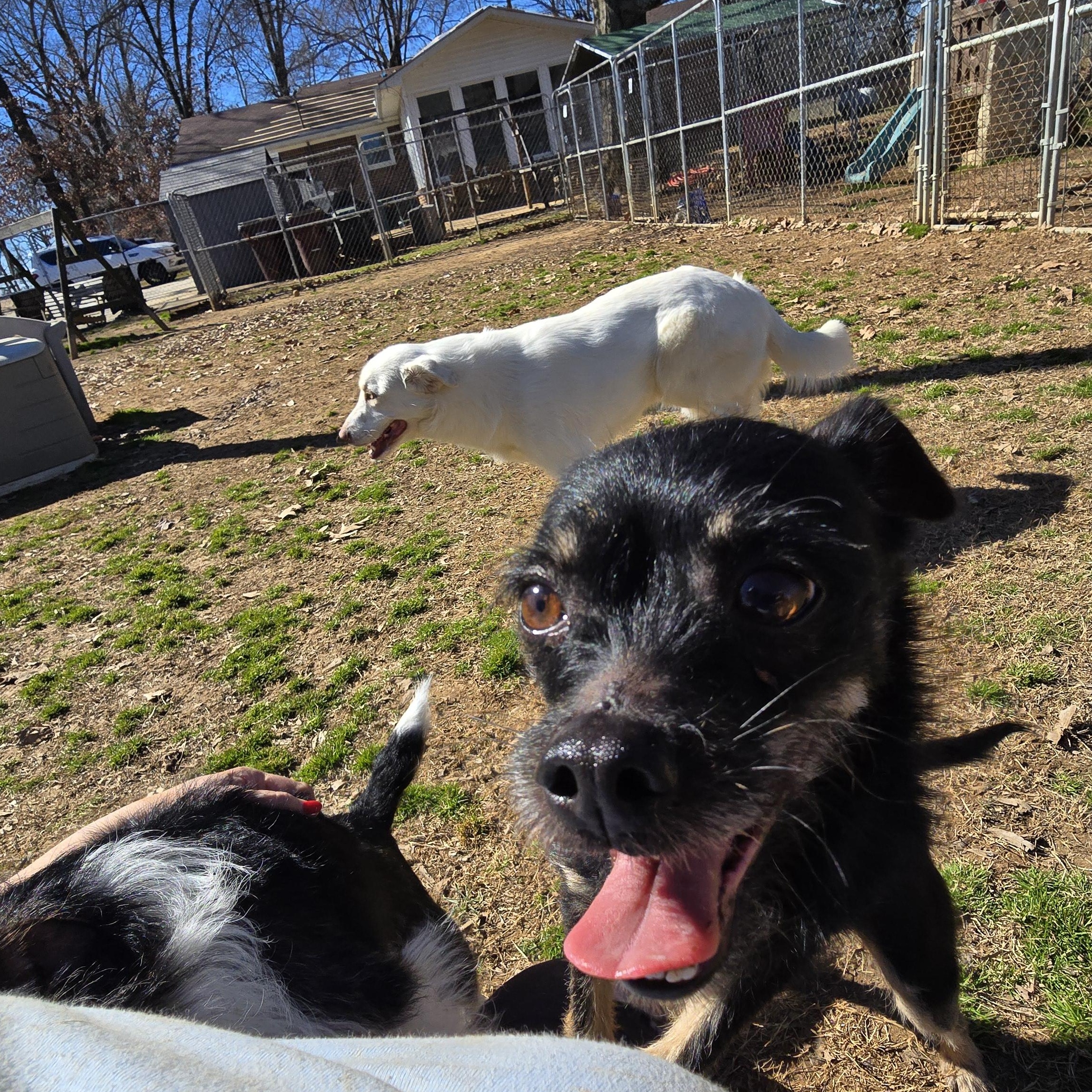 Enlarge Diego, a Adoptable mixed breed in Athens, AL image 6/6