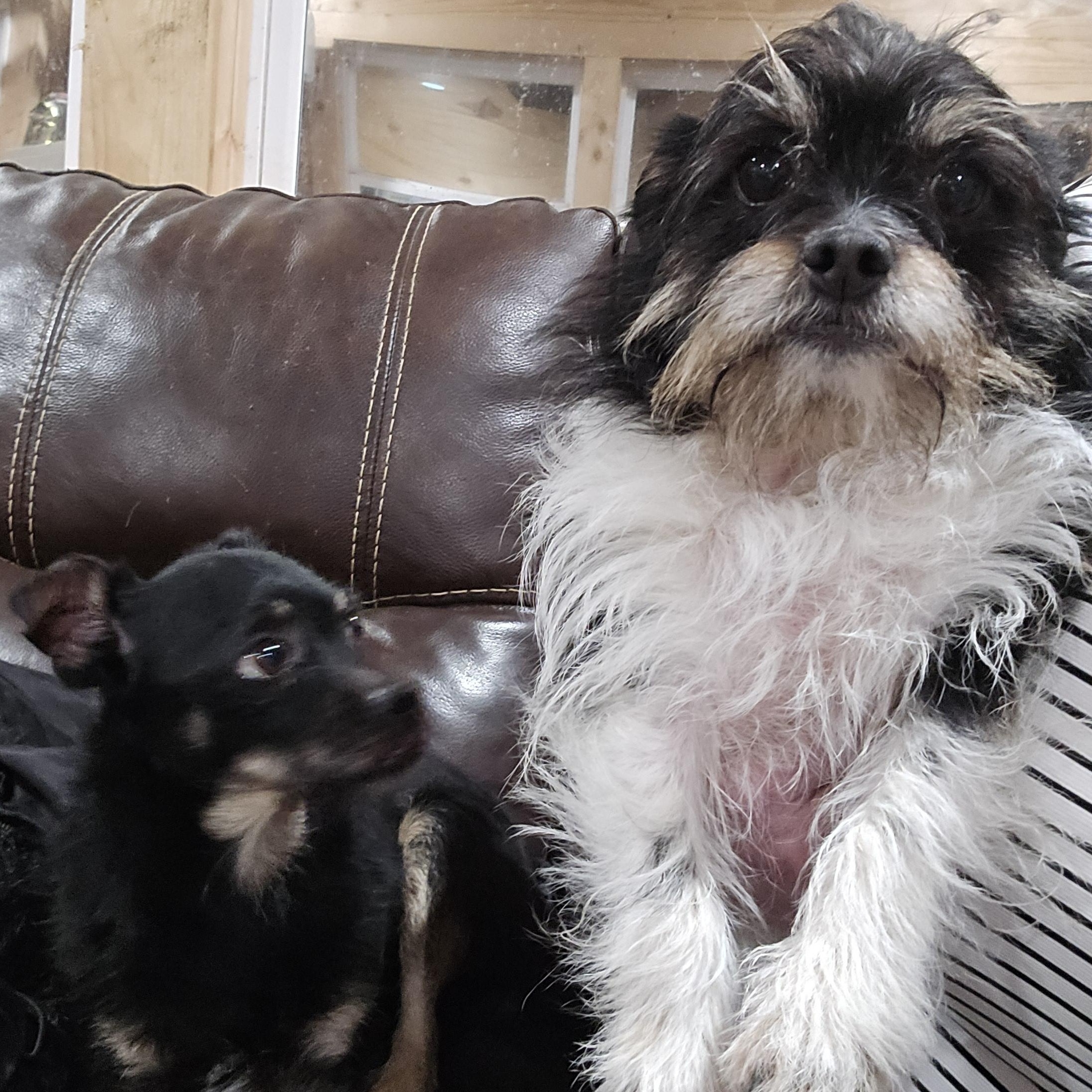 Enlarge Diego, a Adoptable mixed breed in Athens, AL image 4/6