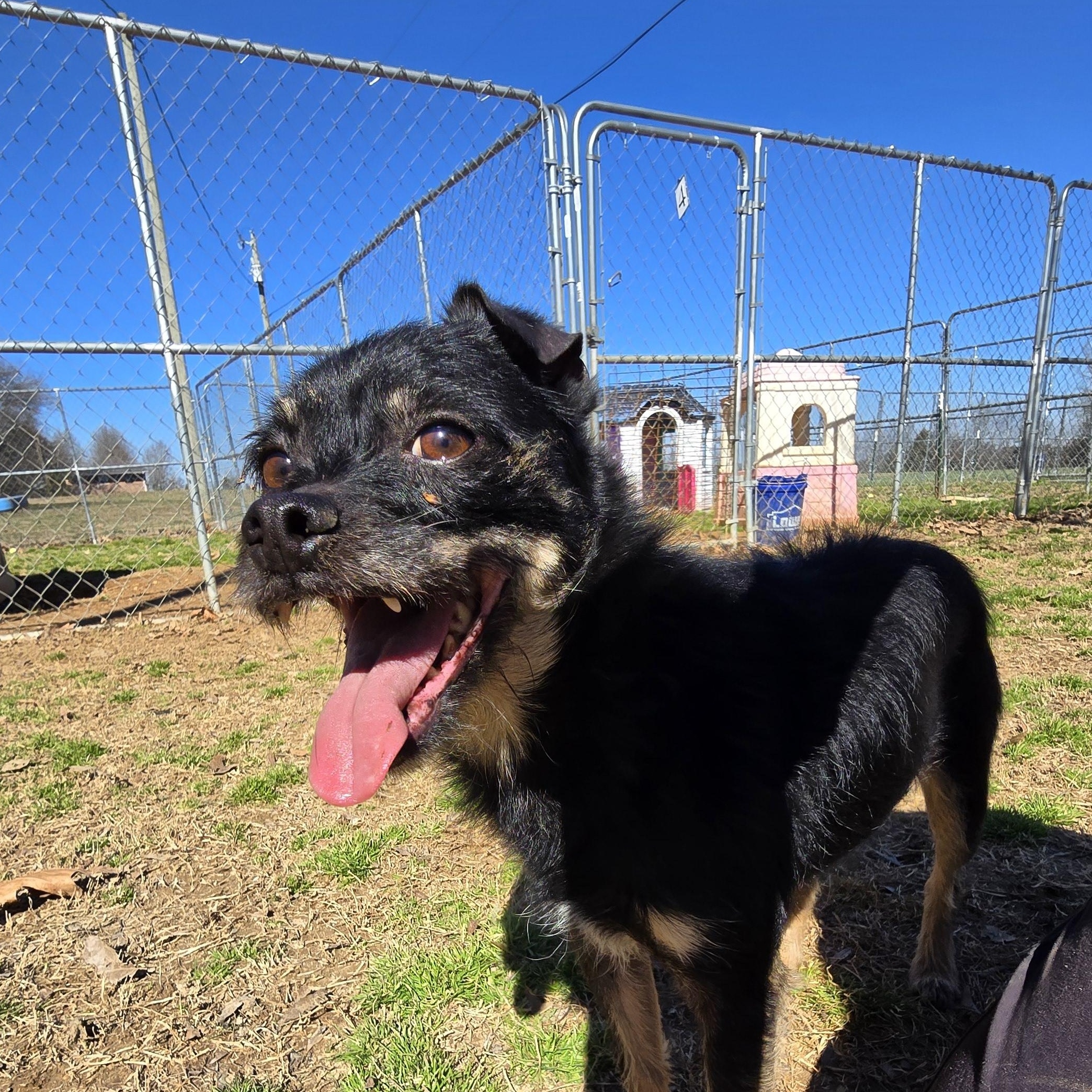 Enlarge Diego, a Adoptable mixed breed in Athens, AL image 3/6
