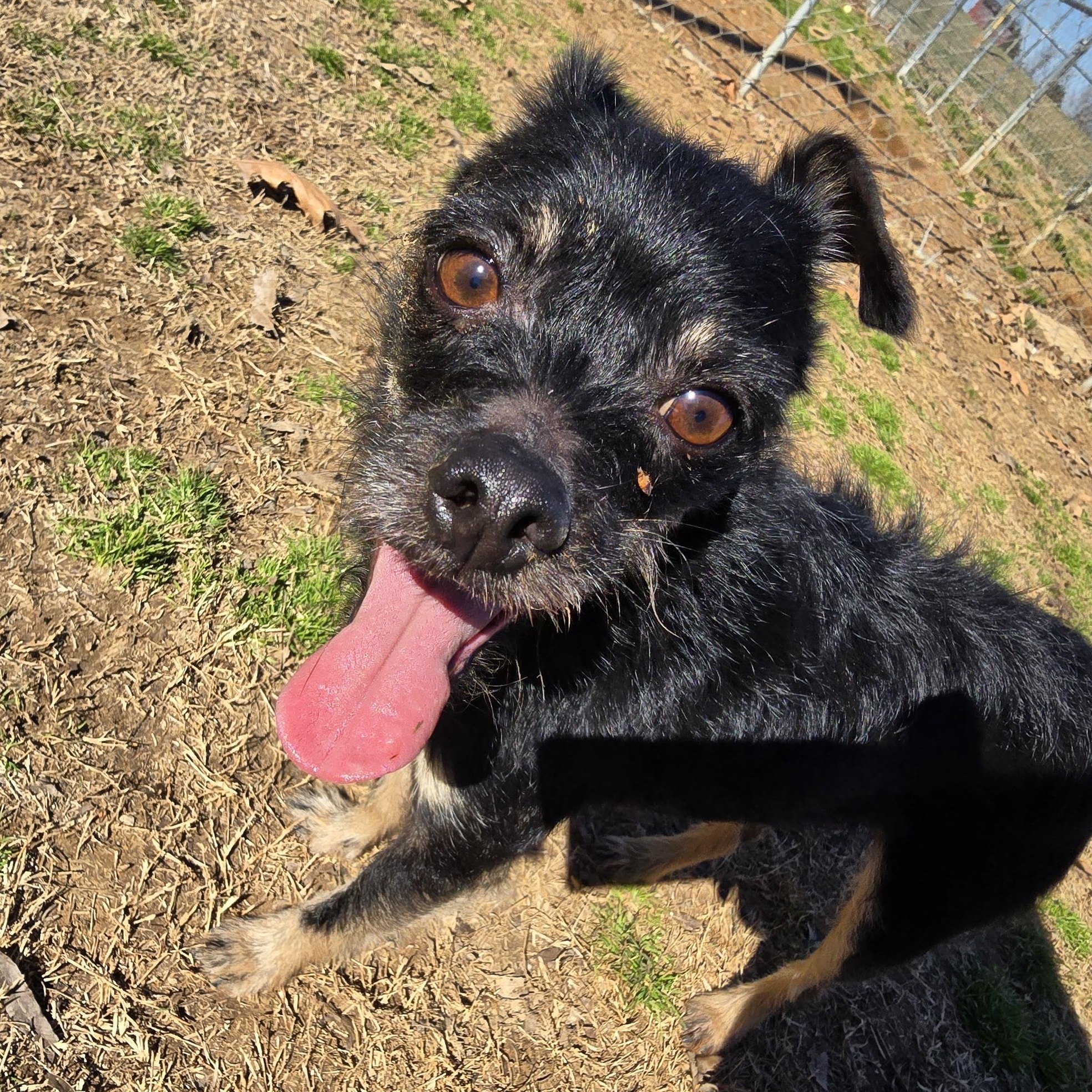 Enlarge Diego, a Adoptable mixed breed in Athens, AL image 2/6