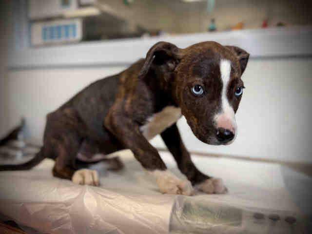 A1946339, Adoptable, Puppy Female Terrier & Mixed Breed.