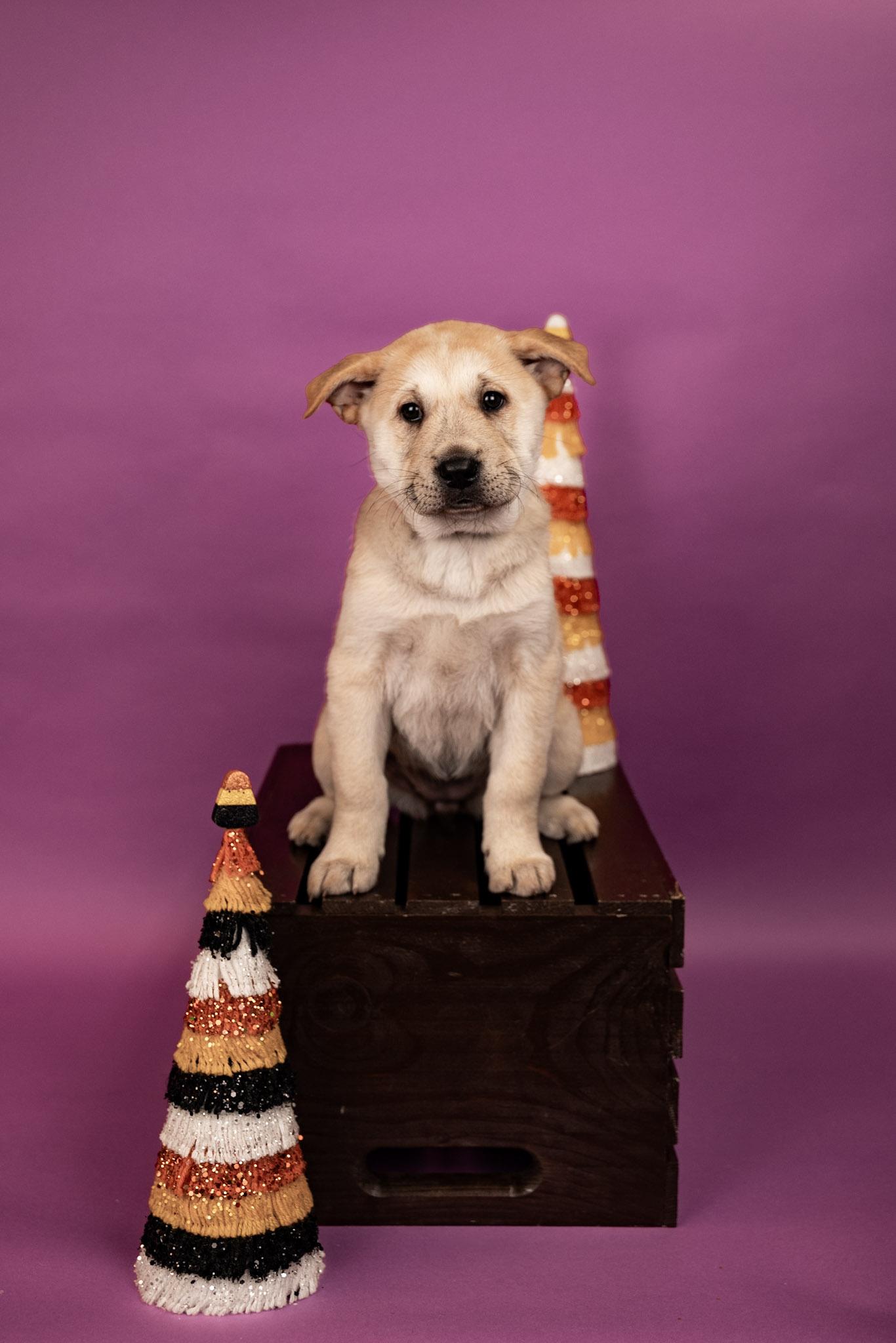 838-26, ADOPTABLE, Puppy • Female, Chow Chow.