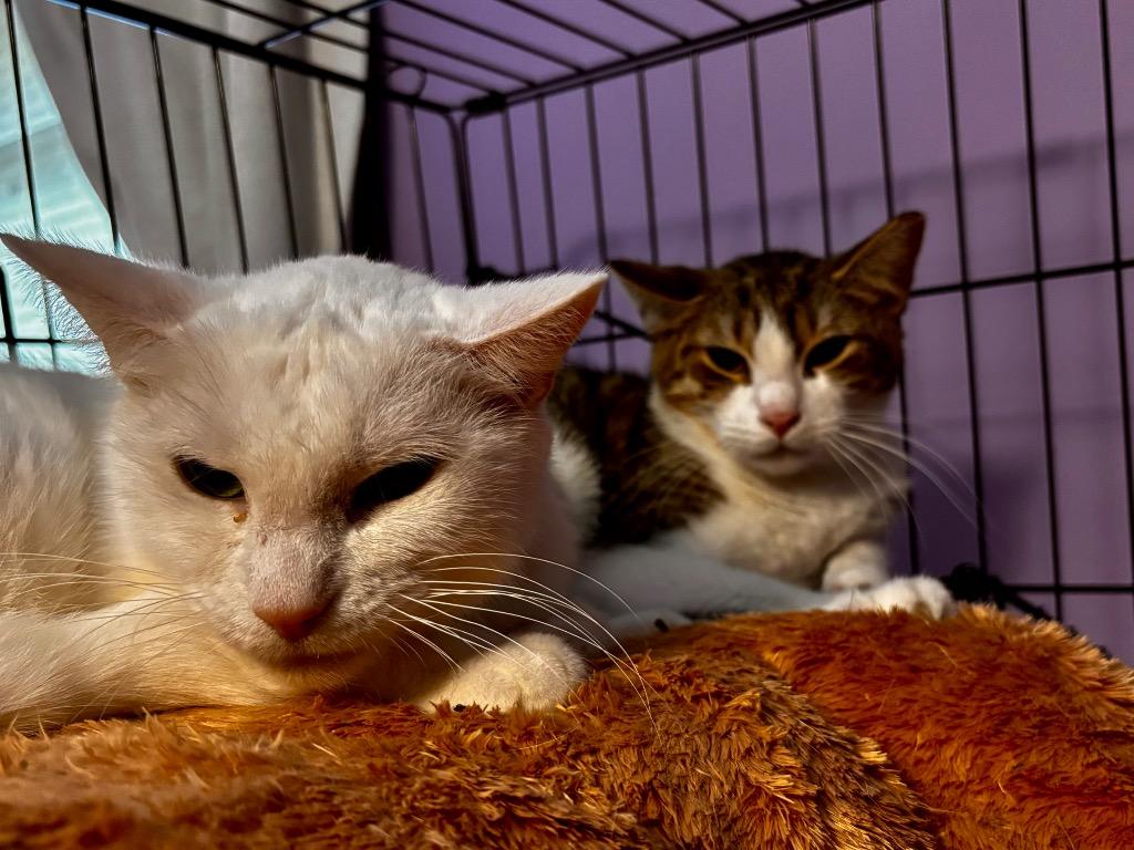 MAXON 2 Tiffany, Adoptable, Adult Female American Shorthair.