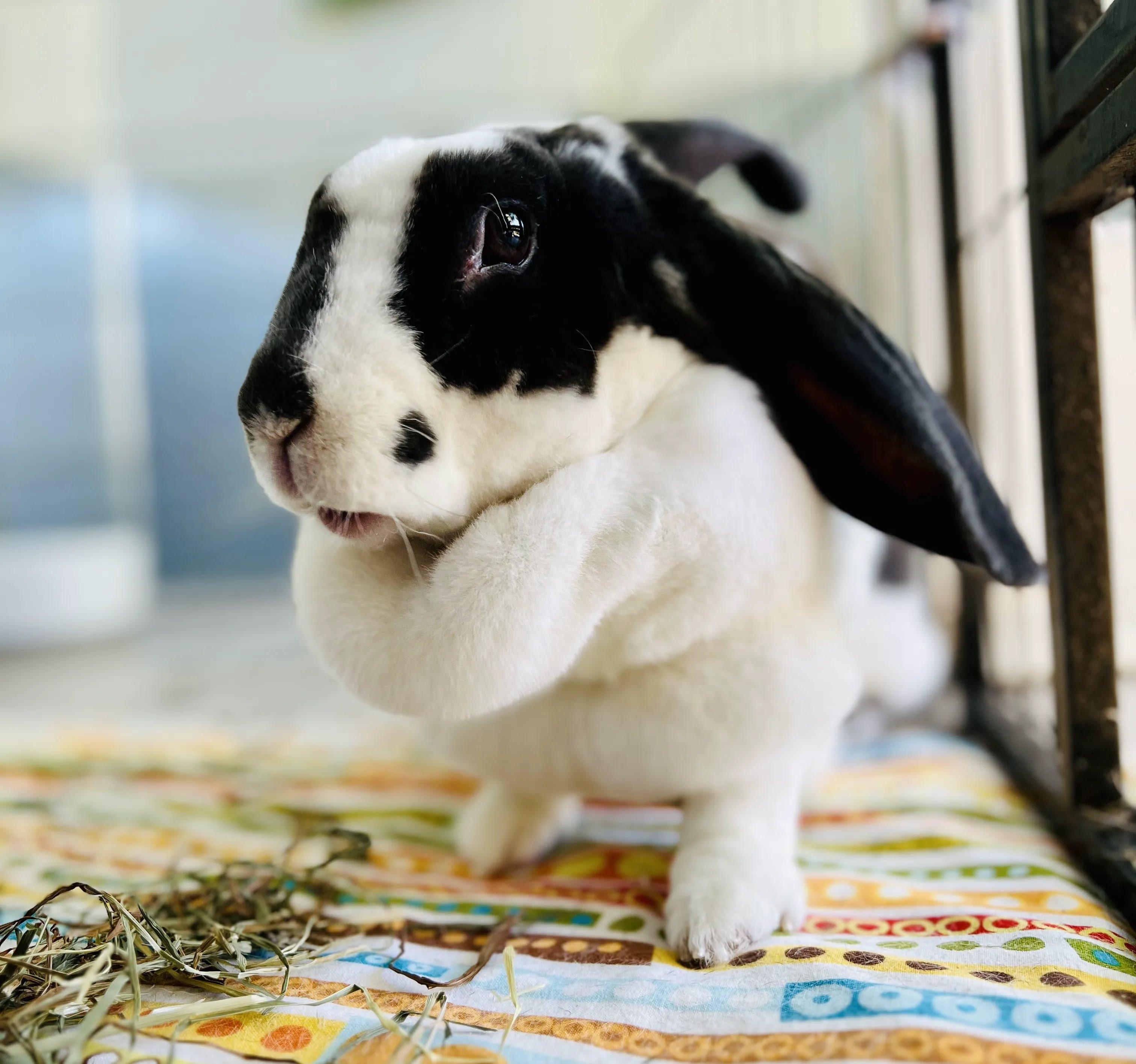 Enlarge Ollie, a Adopted Rex in Ferndale, WA image 3/5