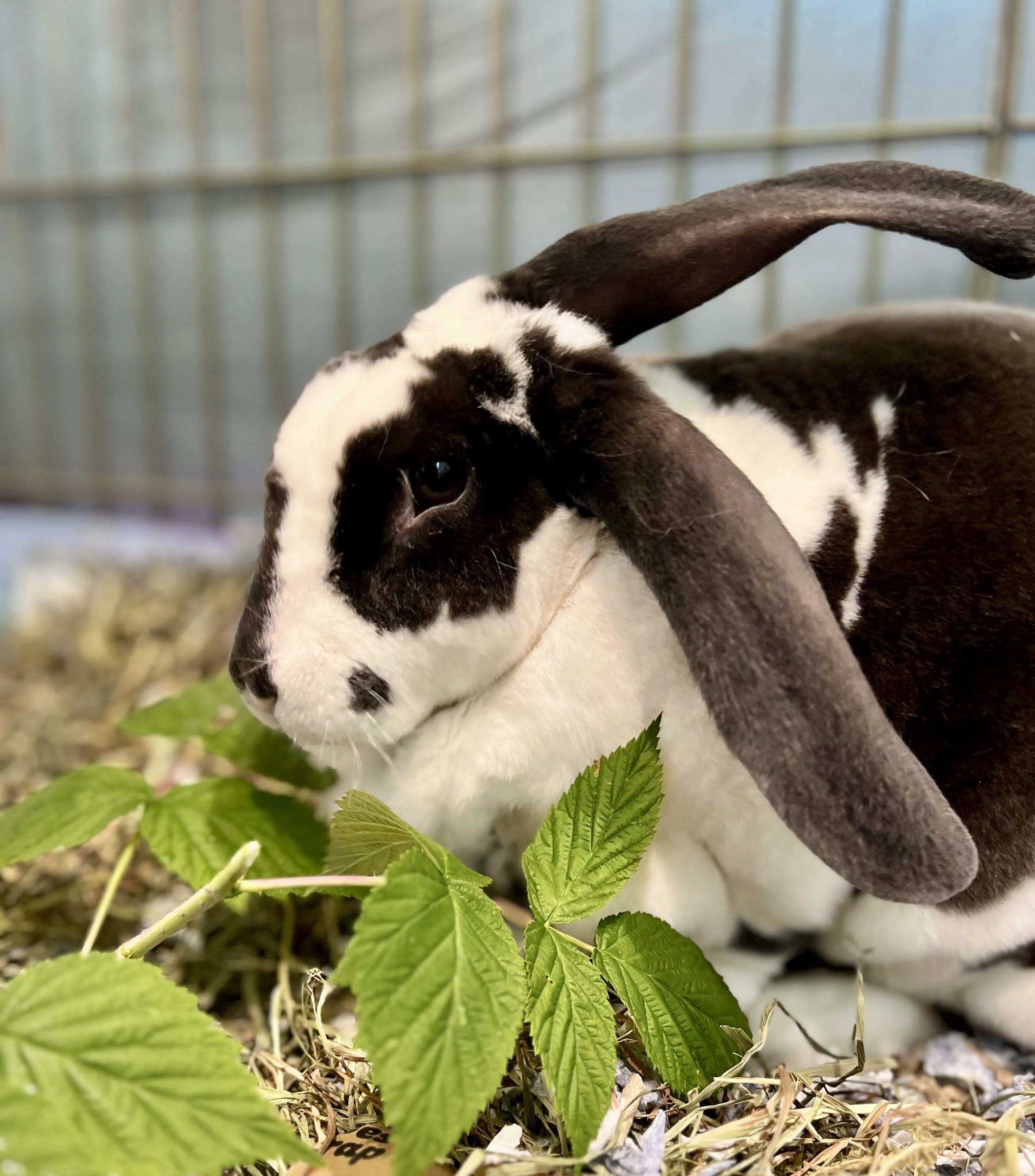 Ollie, Adopted, Adult Female Rex.