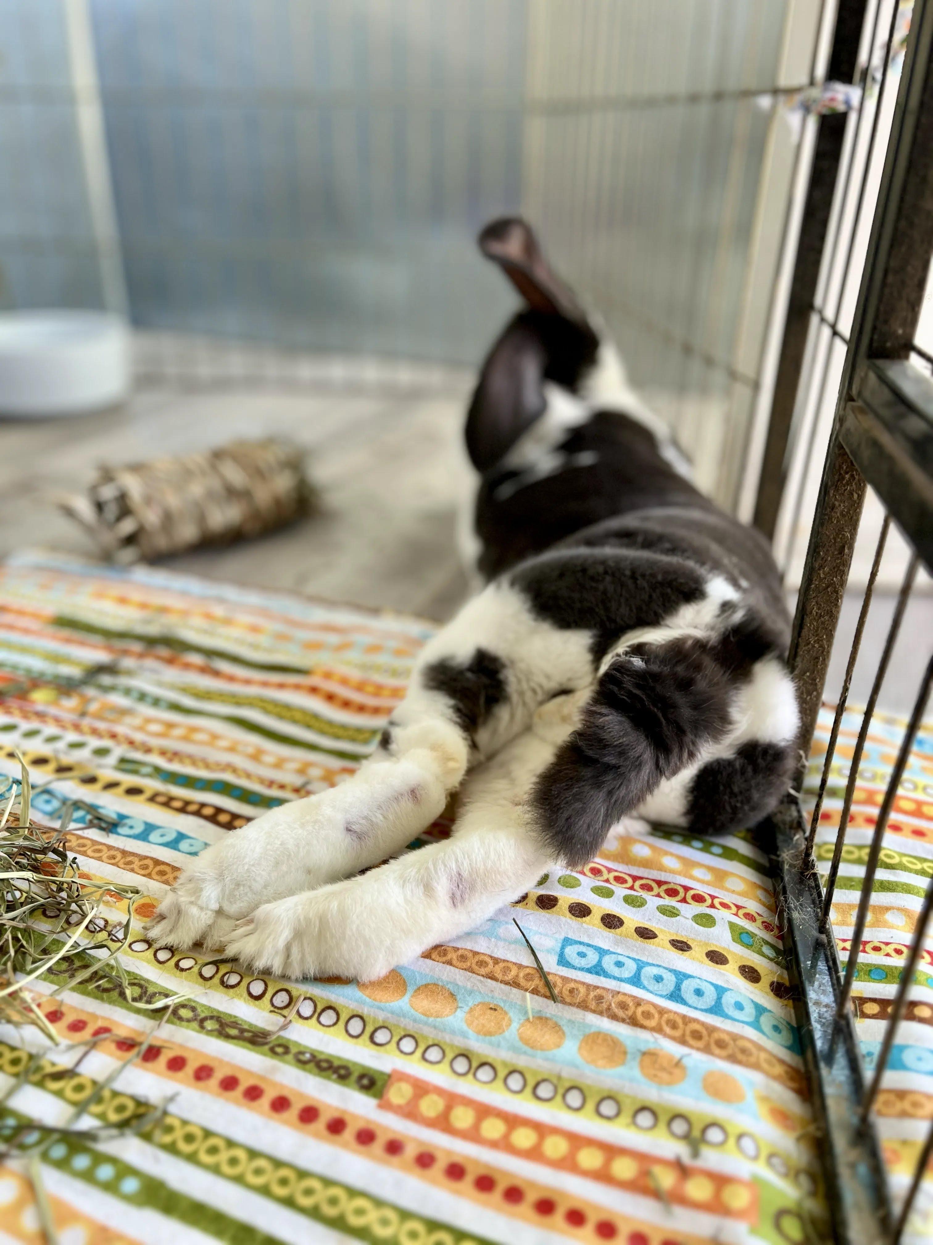 Enlarge Ollie, a Adopted Rex in Ferndale, WA image 2/5