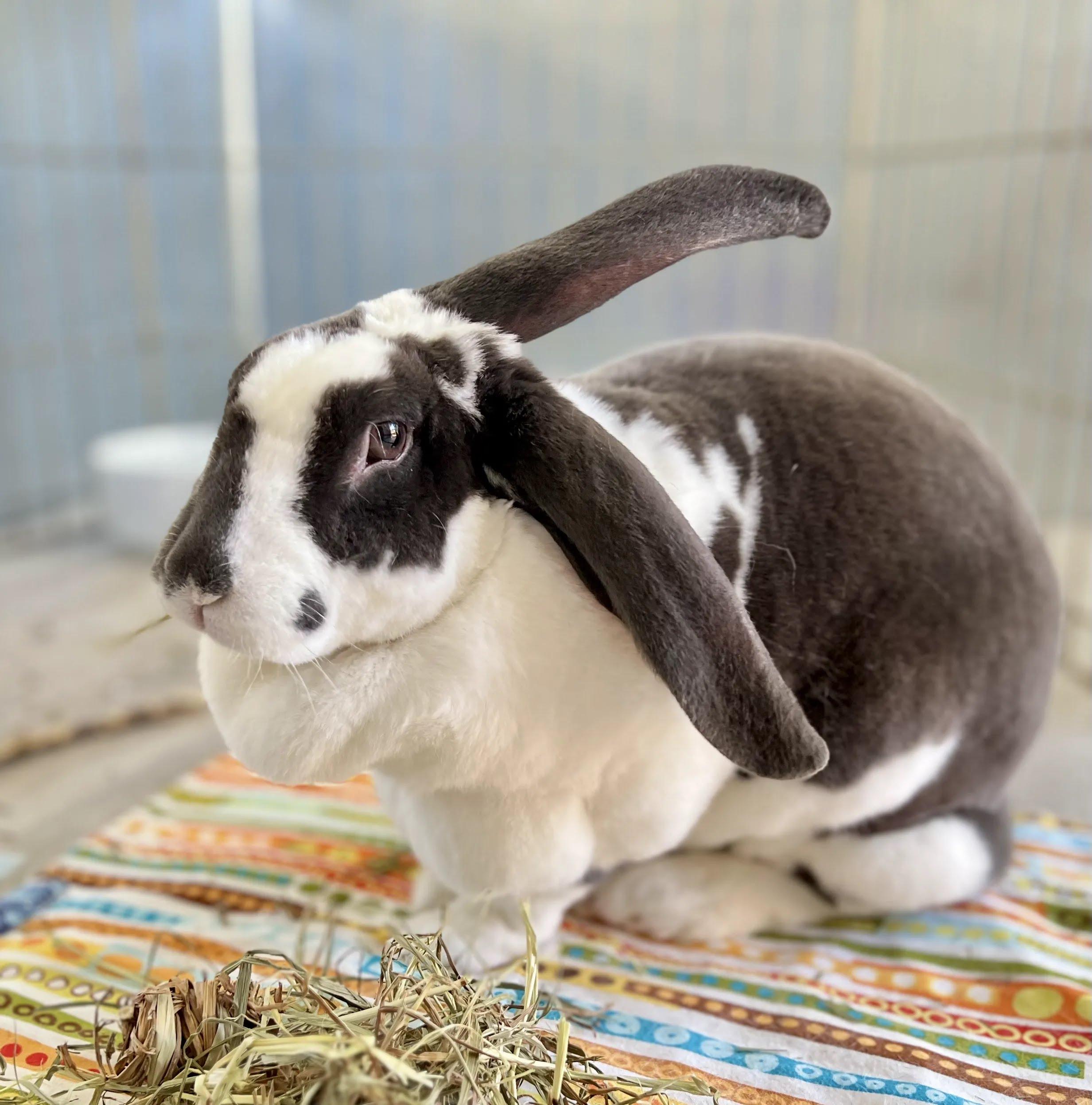 Enlarge Ollie, a Adopted Rex in Ferndale, WA image 5/5