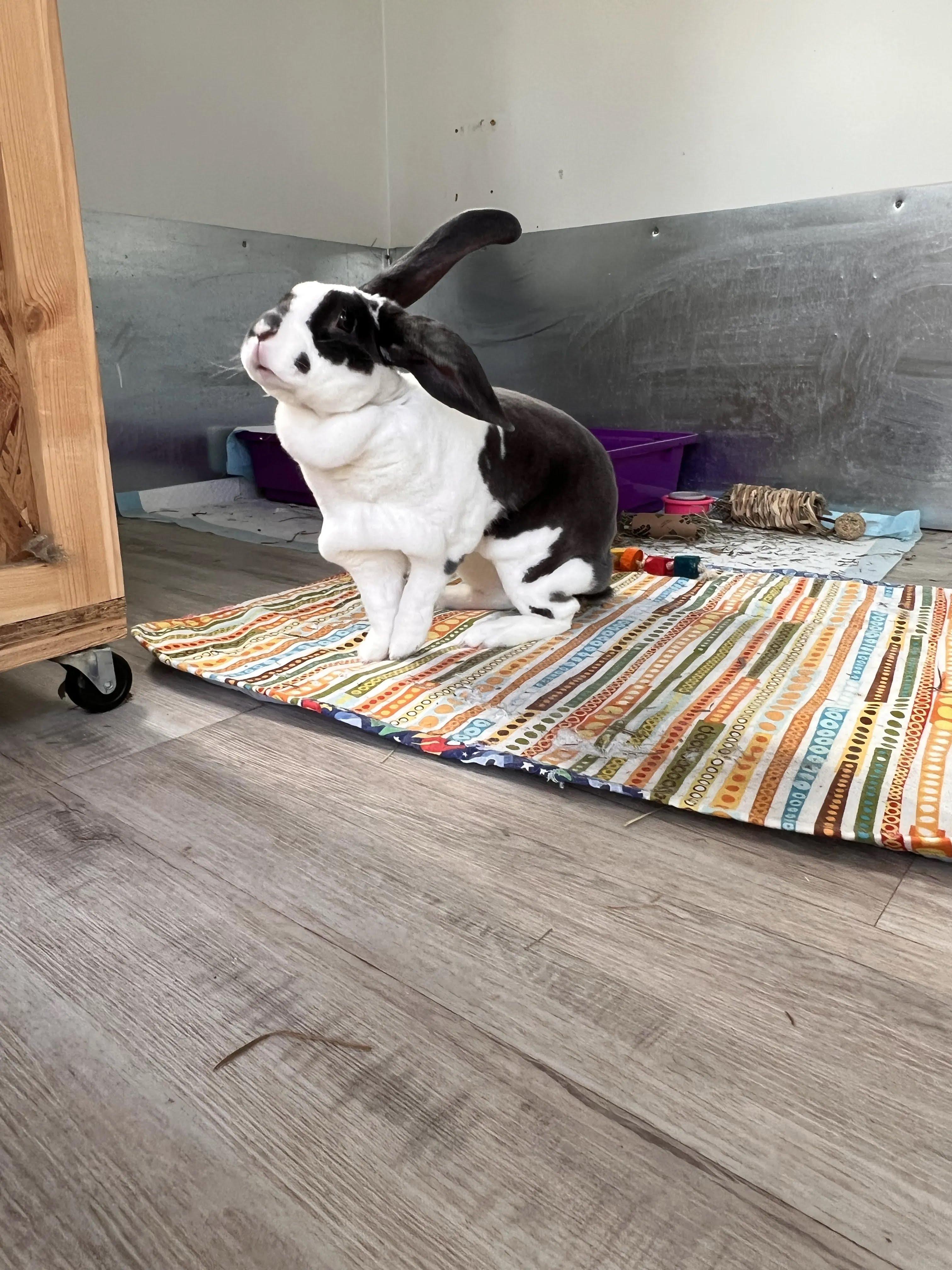 Enlarge Ollie, a Adopted Rex in Ferndale, WA image 4/5