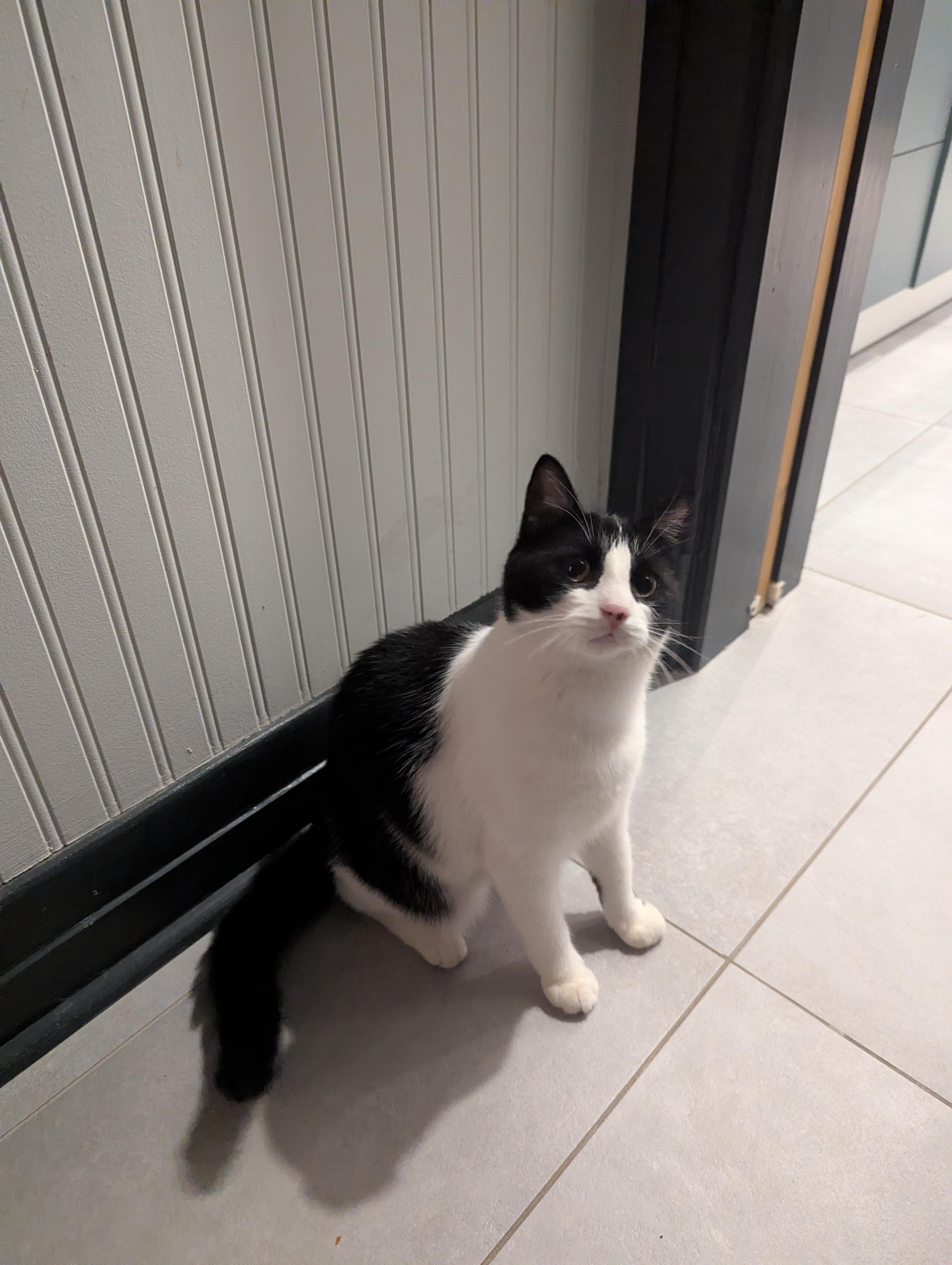 Sushi, ADOPTABLE, Adult Female Tuxedo.