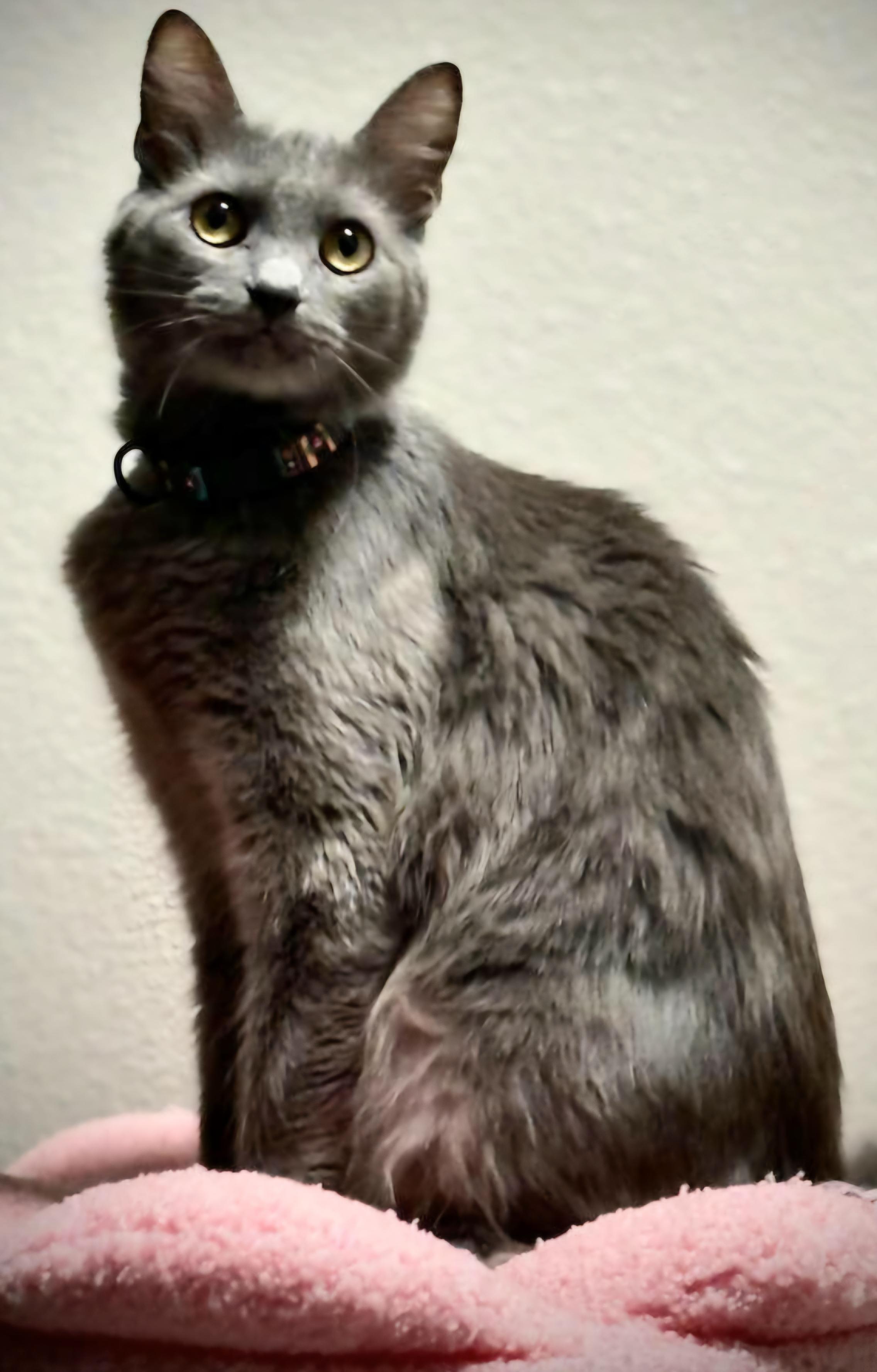 Ms. Claws 2