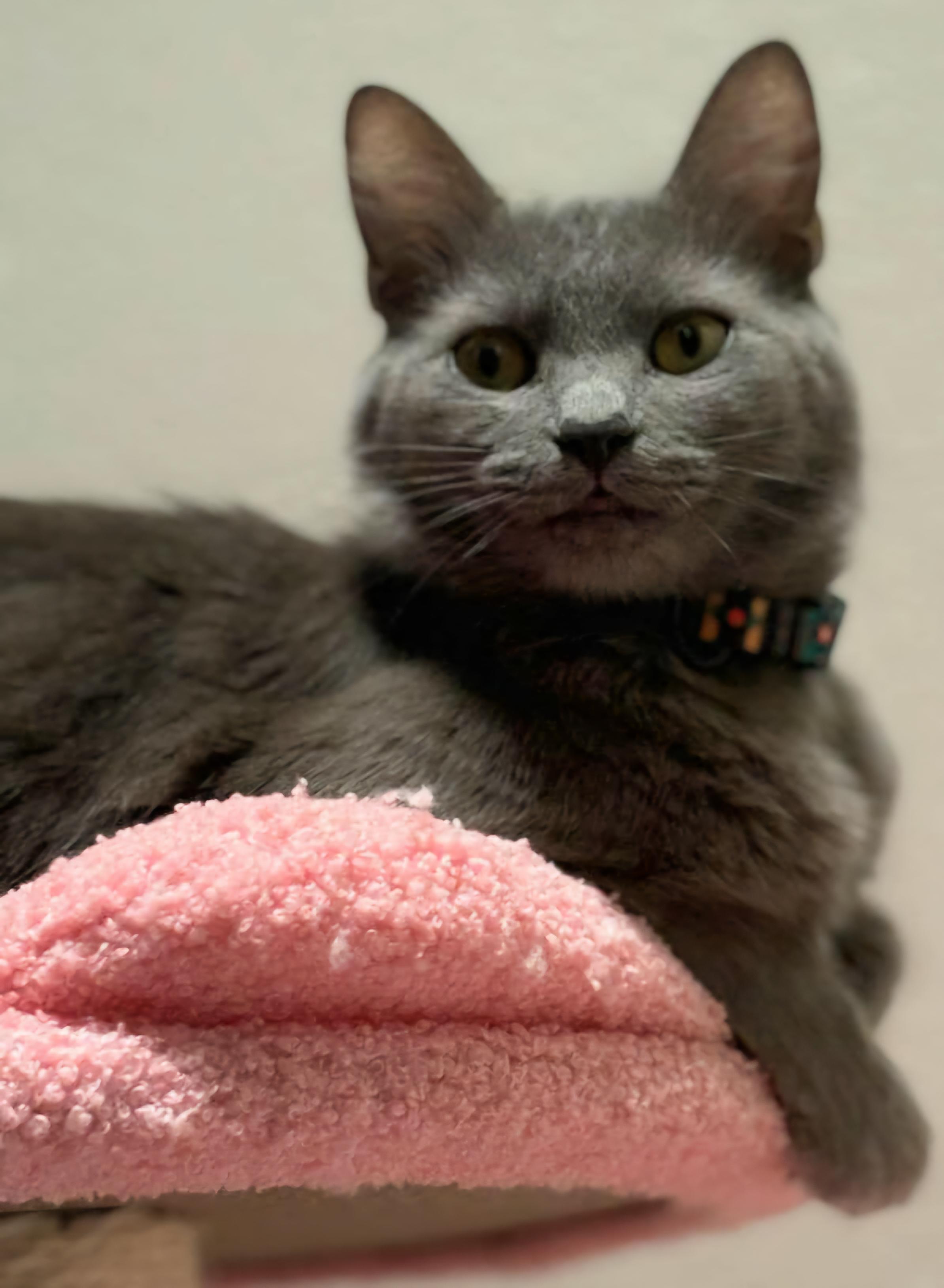 Ms. Claws 4