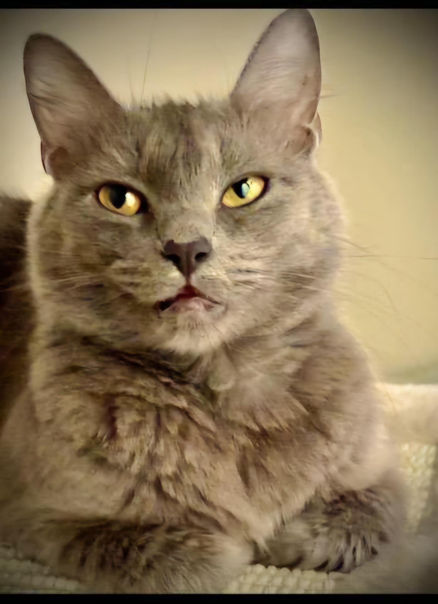 Ms. Claws 5