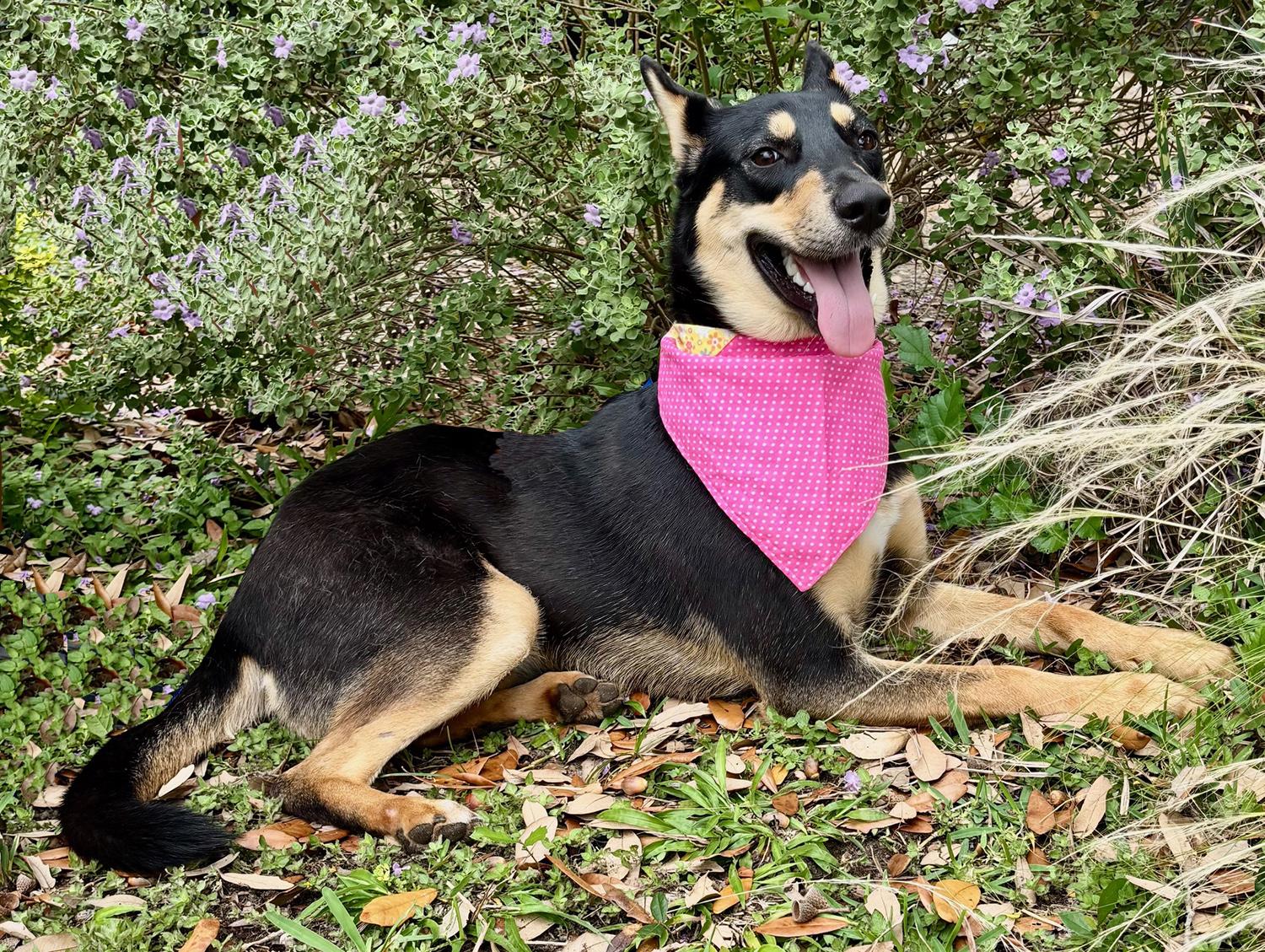 Enlarge ZORA - WHAT A DOLL, a Adoptable Australian Kelpie in Roanoke, VA image 6/6