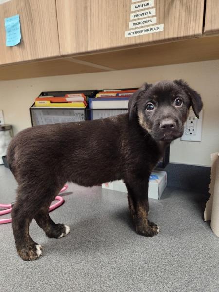 Turkey, Adoptable, Puppy Female Shepherd.