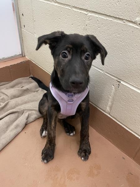 Enlarge Turkey, a Adoptable mixed breed in Kennewick, WA image 3/3
