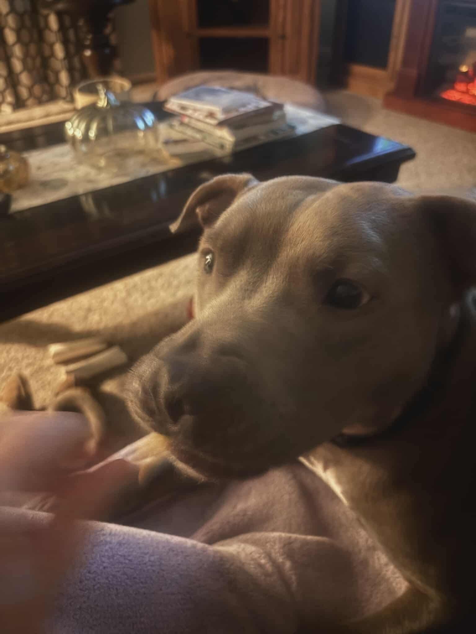 Barkley, Adoptable, Young Male American Staffordshire Terrier.