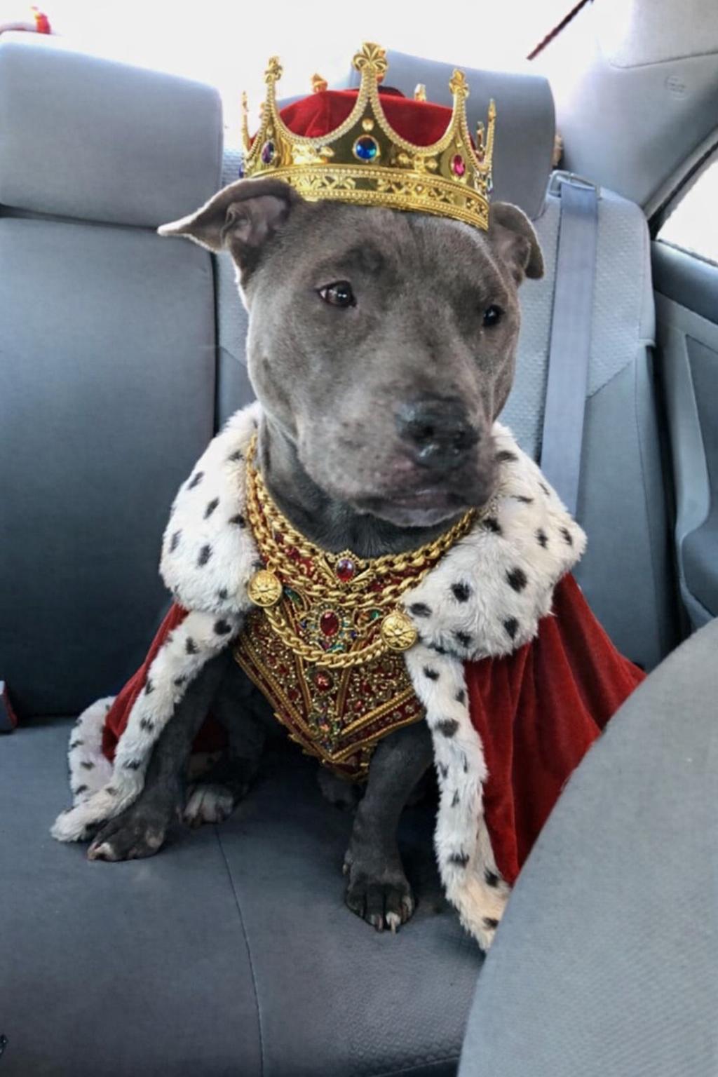 Barkley, a Adoptable American Bully in Warminster, PA image 4/5