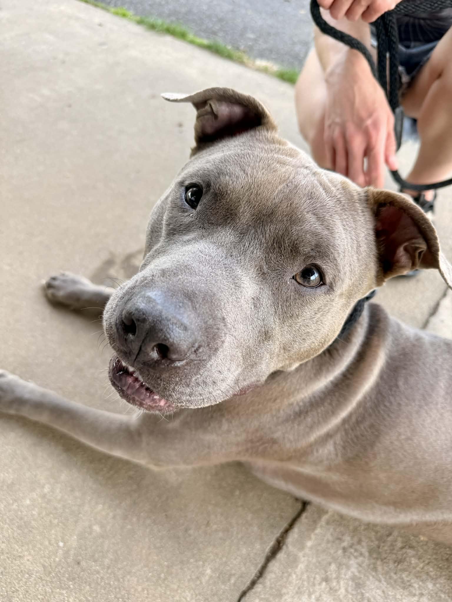 Enlarge Barkley, a Adoptable American Bully in Warminster, PA image 1/5