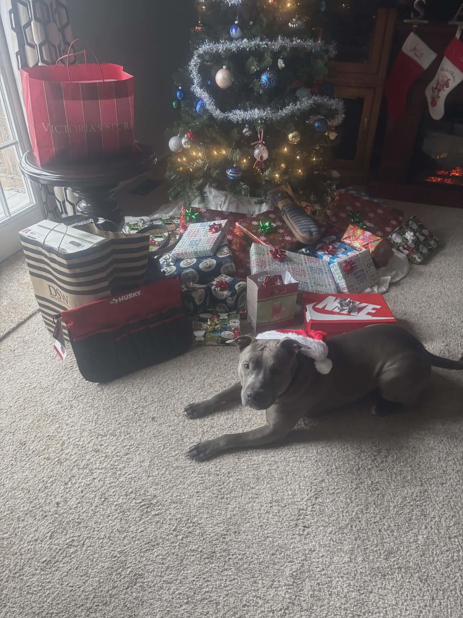 Barkley, a Adoptable American Bully in Warminster, PA image 3/5