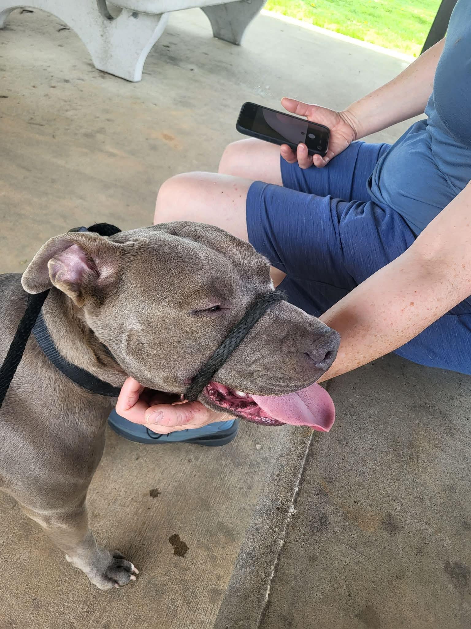 Enlarge Barkley, a Adoptable American Bully in Warminster, PA image 5/5