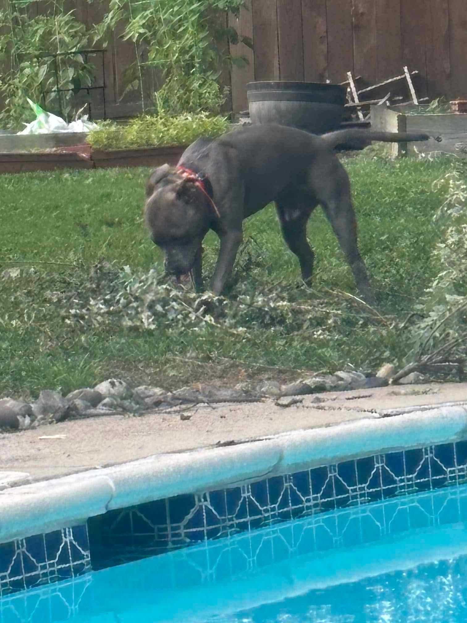 Barkley photo 5