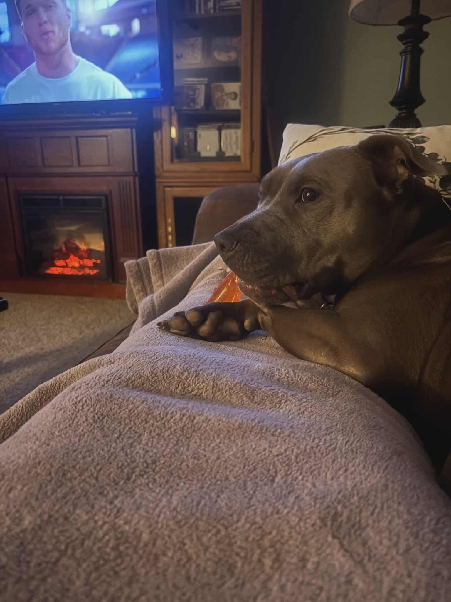 Enlarge Barkley, a Adoptable American Staffordshire Terrier in Warminster, PA image 4/6