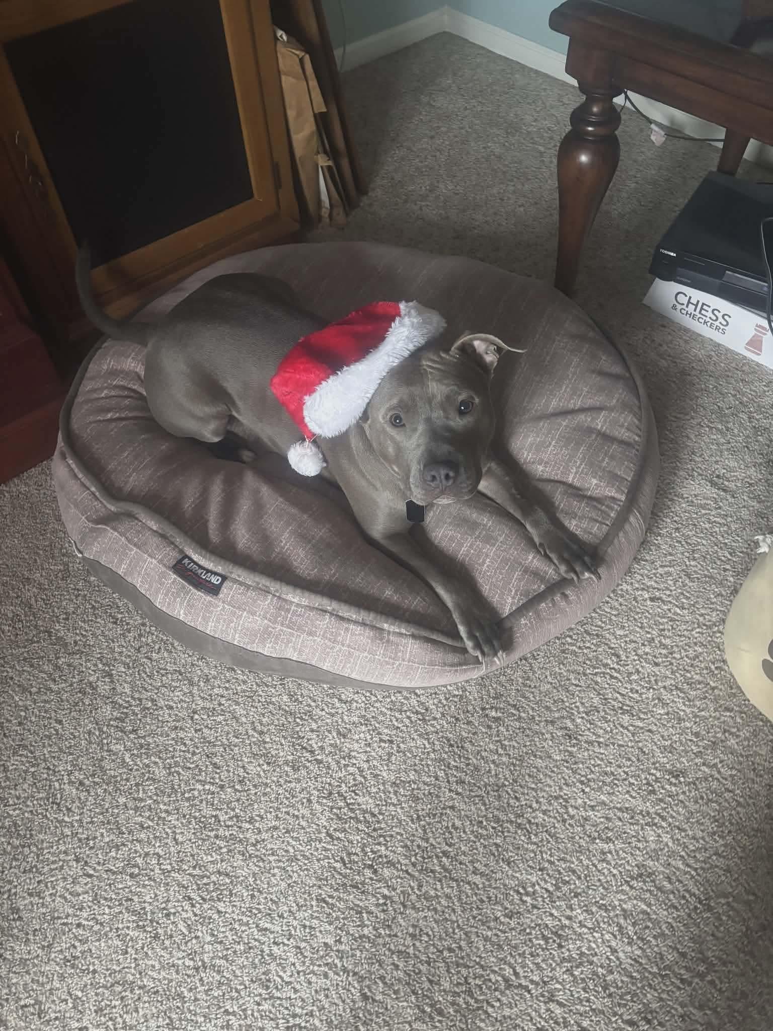 Barkley, a Adoptable American Bully in Warminster, PA image 1/5