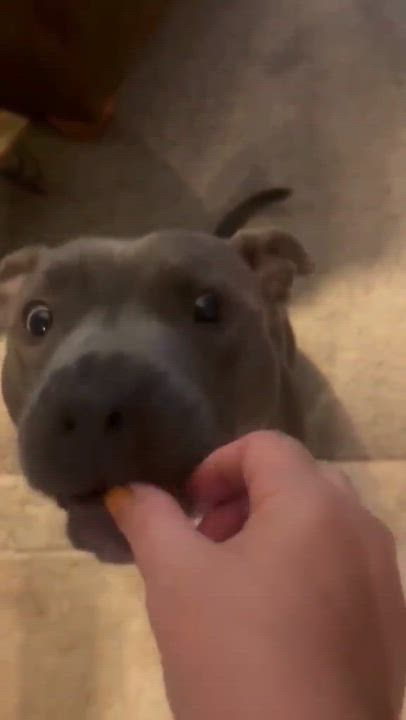 Enlarge Barkley, a Adoptable American Staffordshire Terrier in Warminster, PA video 5/6