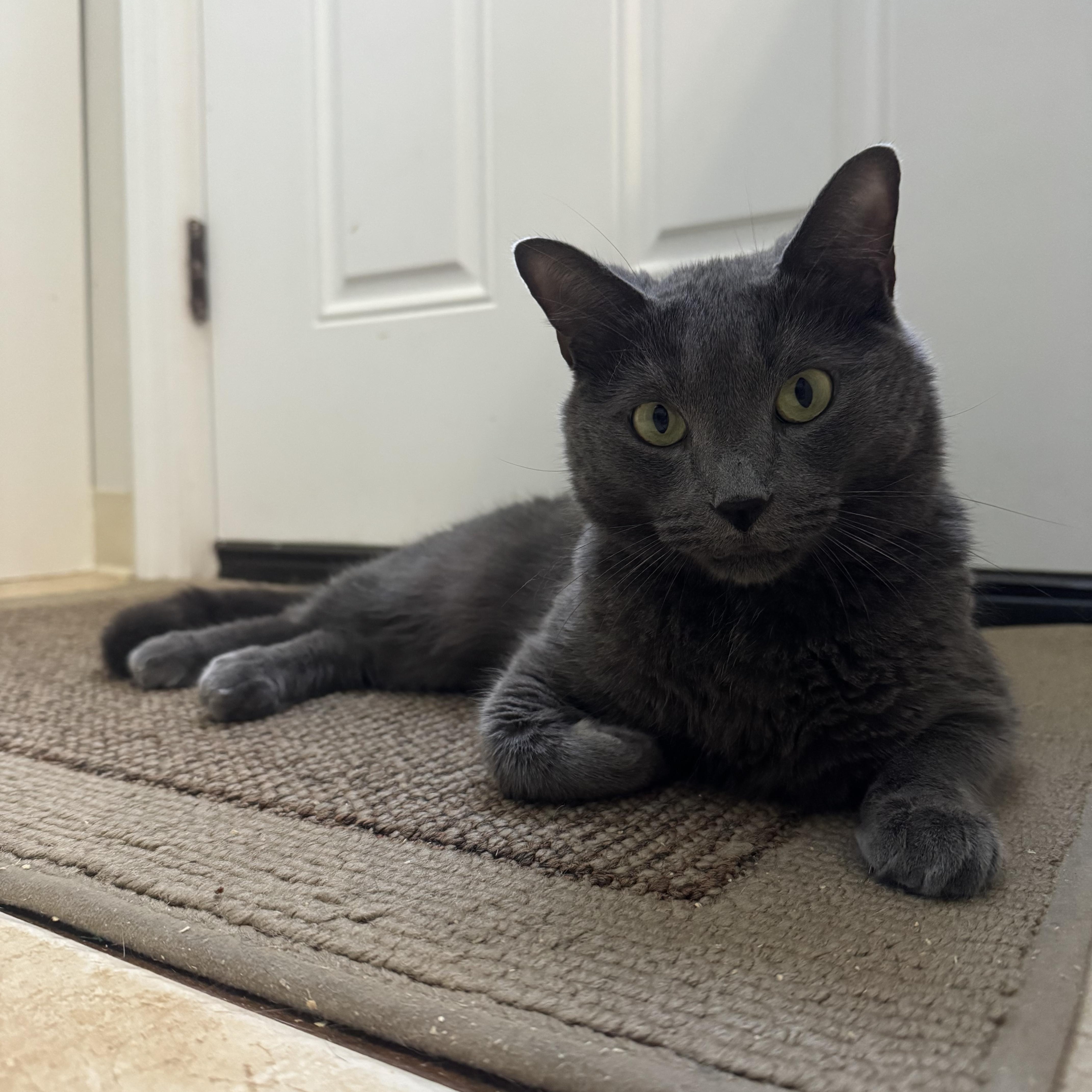 Enlarge EARL GREY aka SANTINO (SONNY), a Adopted mixed breed in Hamilton, NJ image 3/3