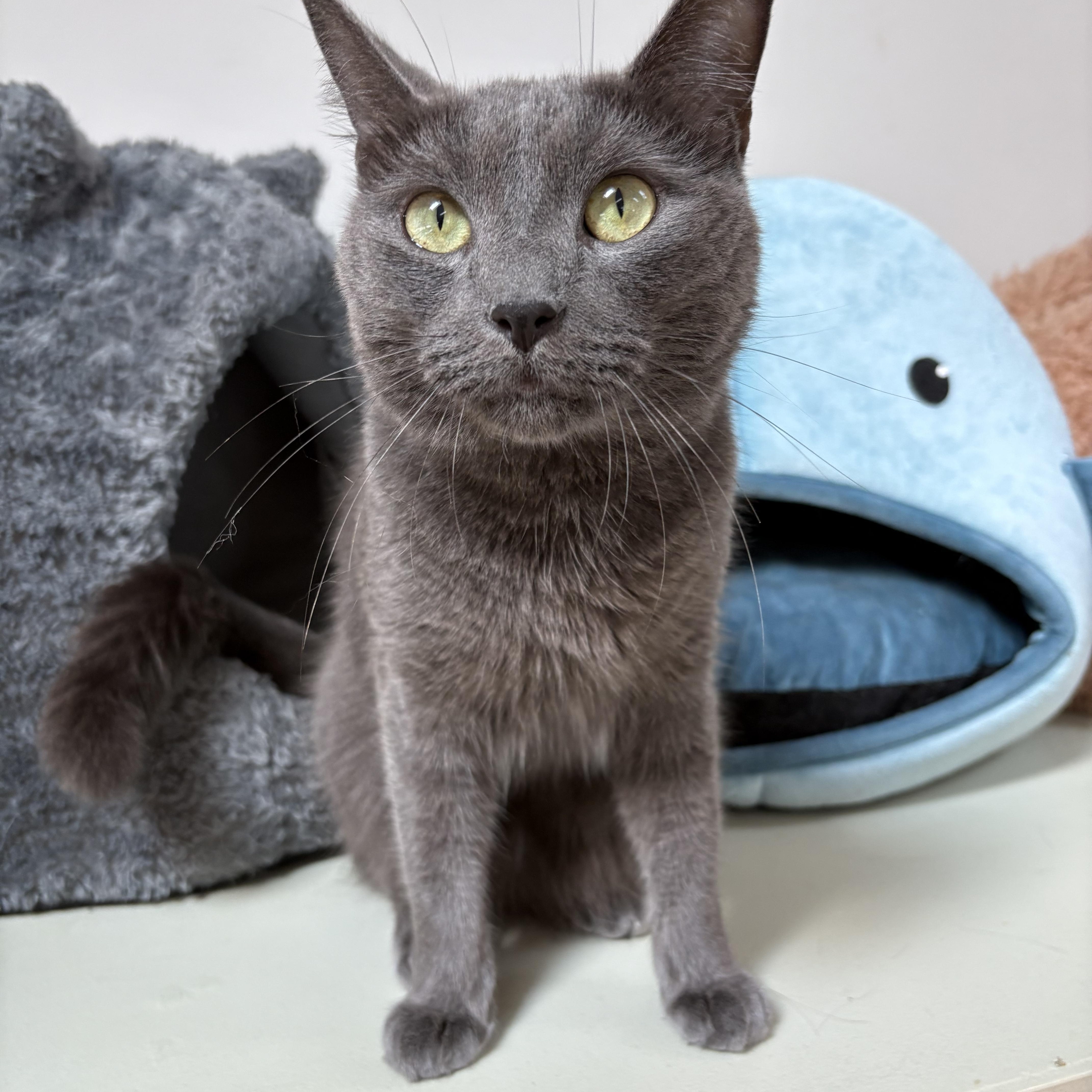 EARL GREY aka SANTINO (SONNY), Adopted, Young Male Russian Blue & Domestic Short Hair.