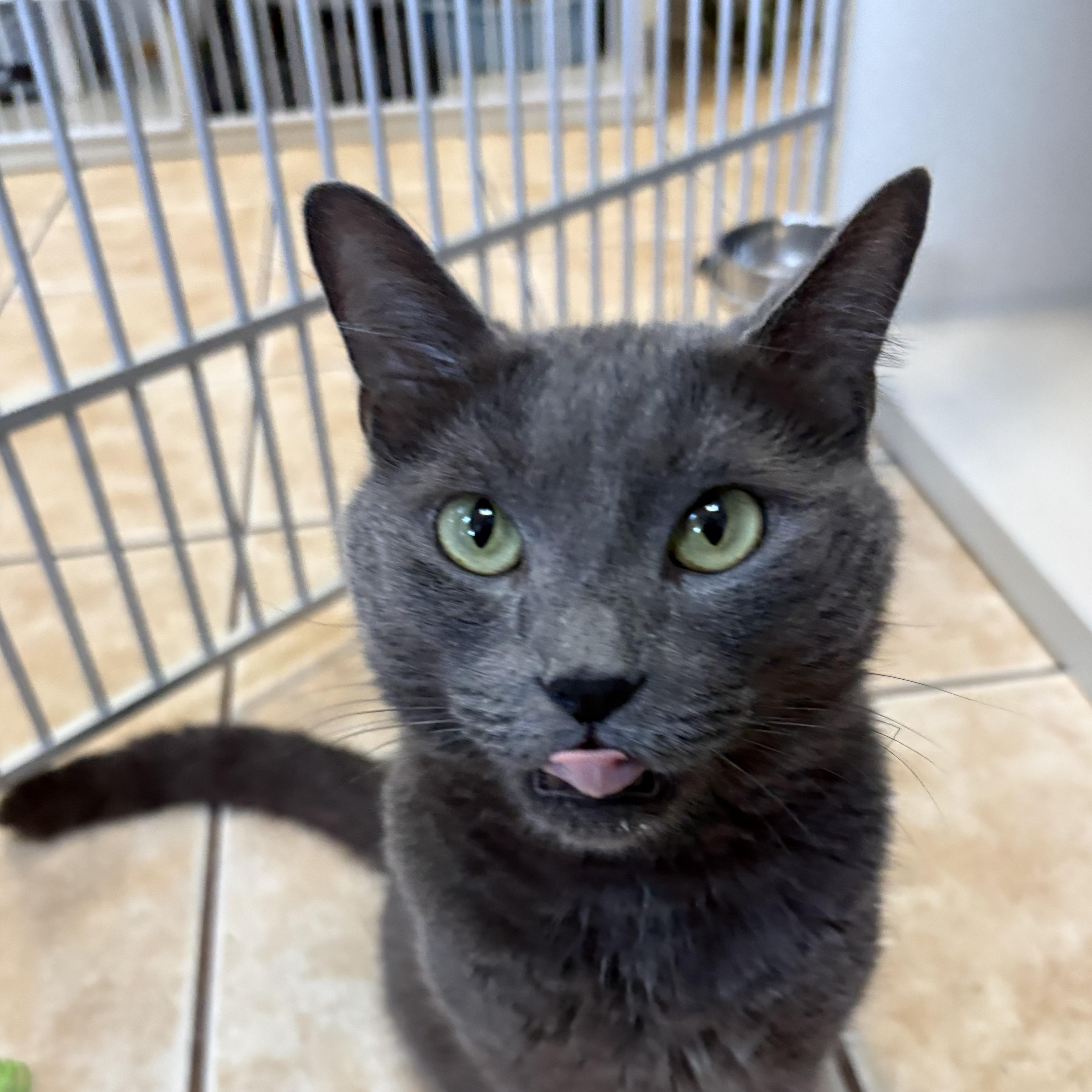 Enlarge EARL GREY aka SANTINO (SONNY), a Adopted mixed breed in Hamilton, NJ image 2/3