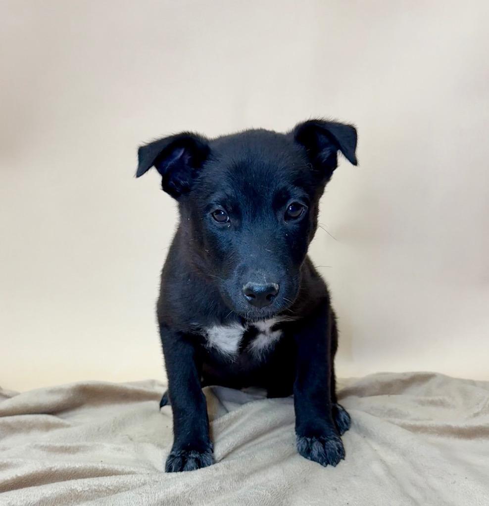 Enlarge Borealis, a Adoptable Labrador Retriever in Harrisburg, PA image 1/3